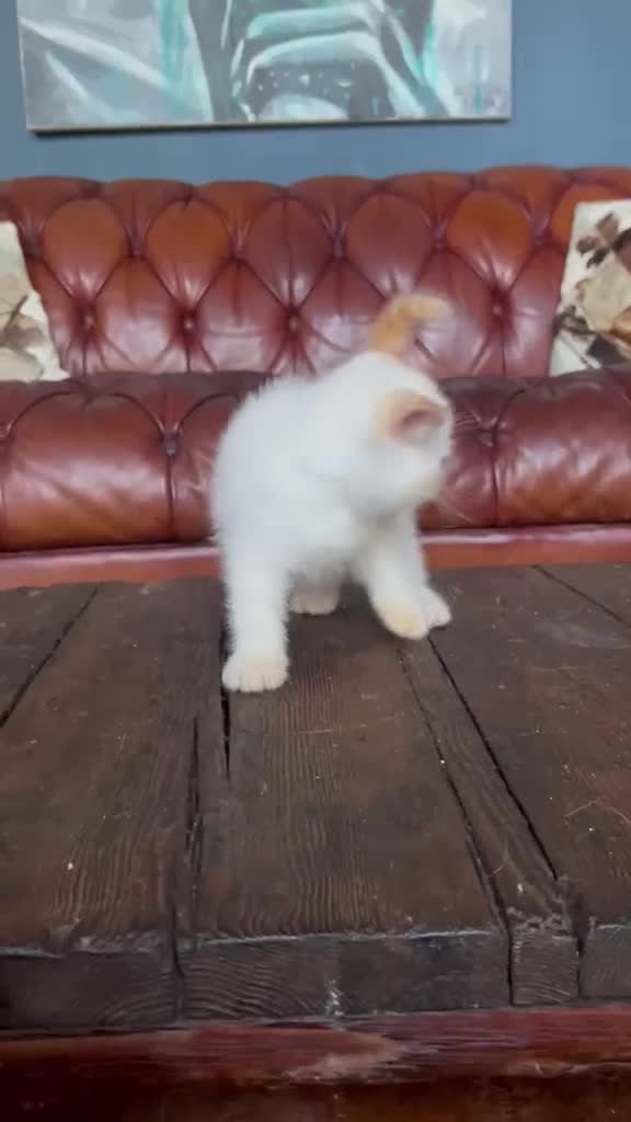 Exotic cats for sale: Last Remaining Colourpoint Exotic Boy - Video 1