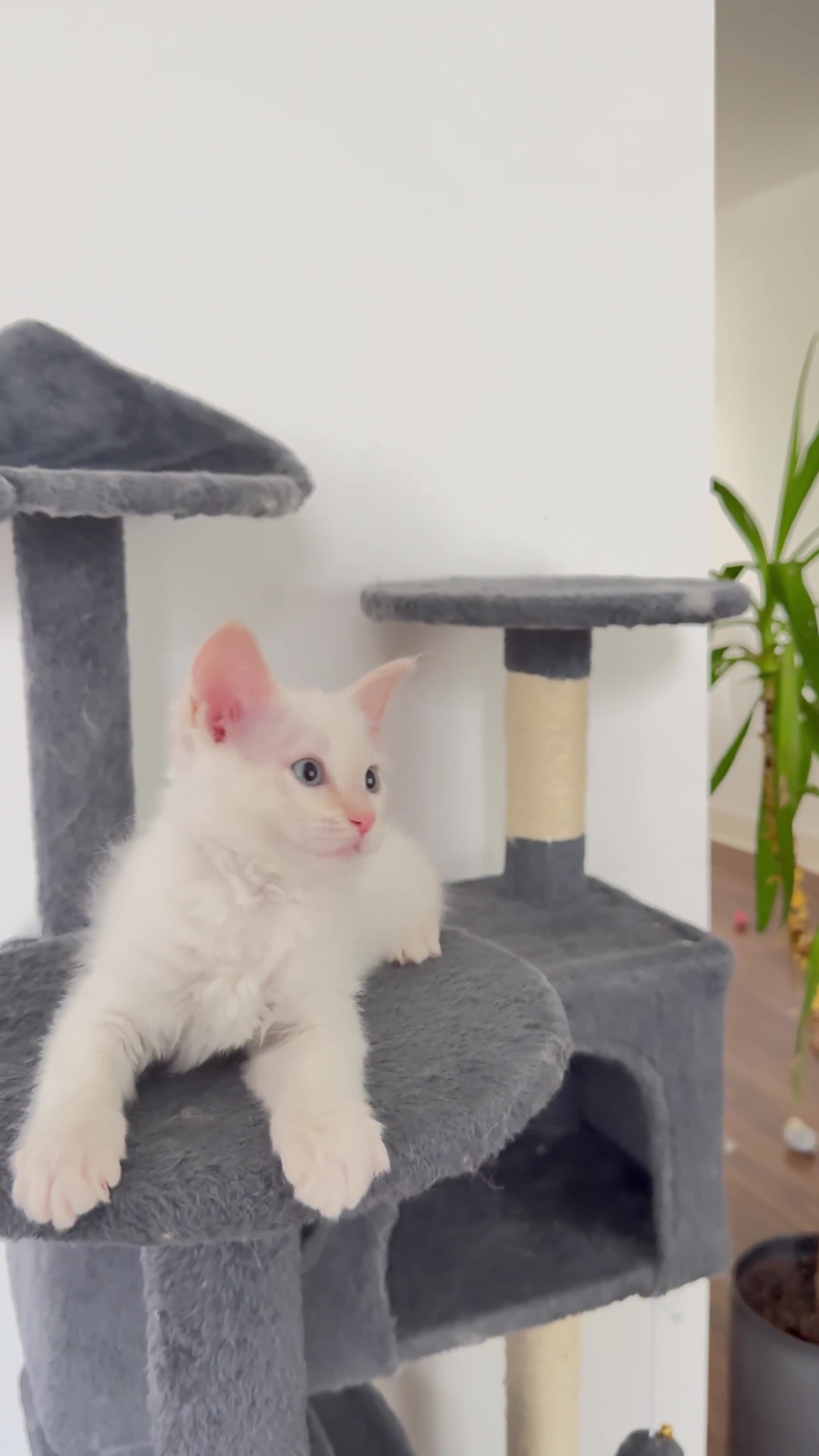 Ragdoll cats for sale: Pedigree Point Ragdoll kittens  - Video 3