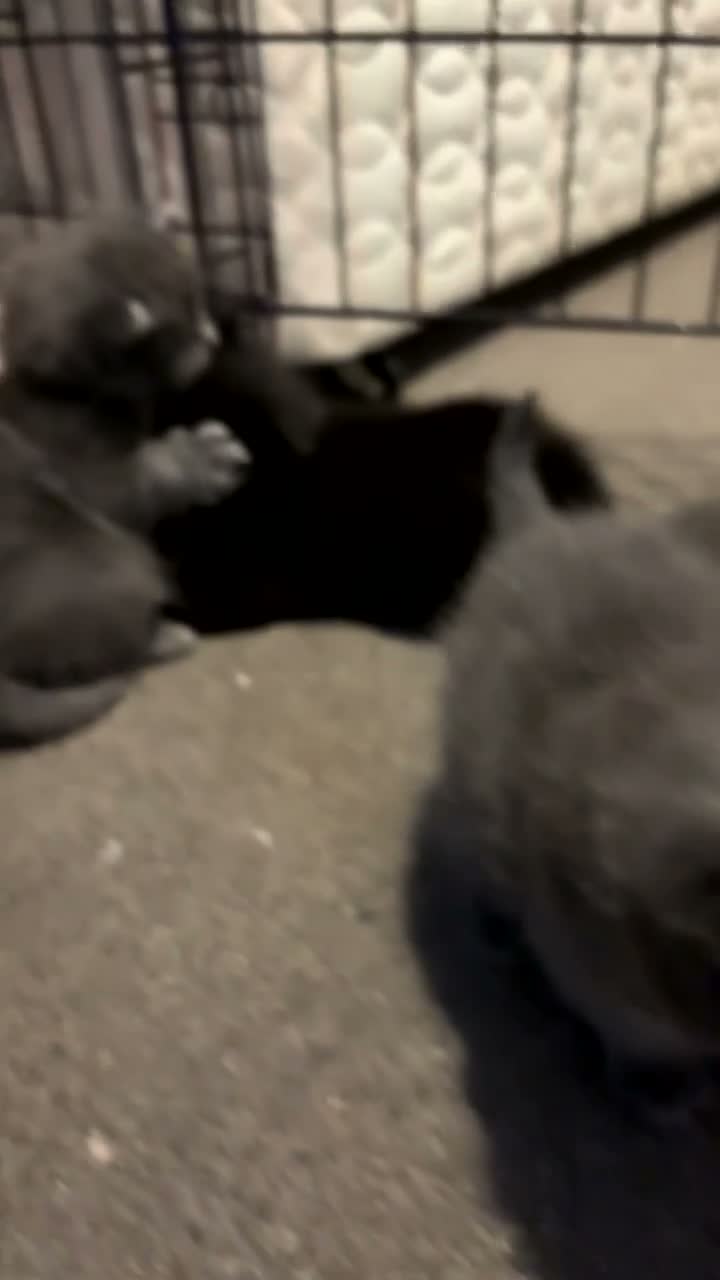 Mixed Breed cats for sale: Kittens for sale  - Video 3