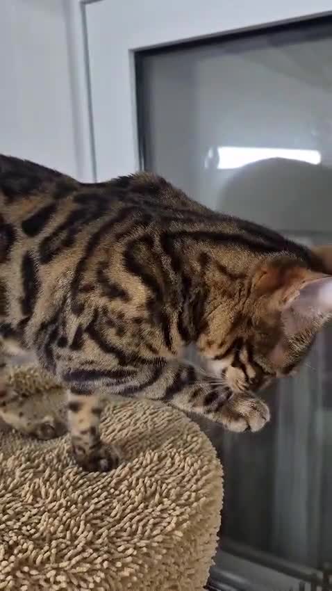 Bengal cats for sale: Bengal girl - Video 2