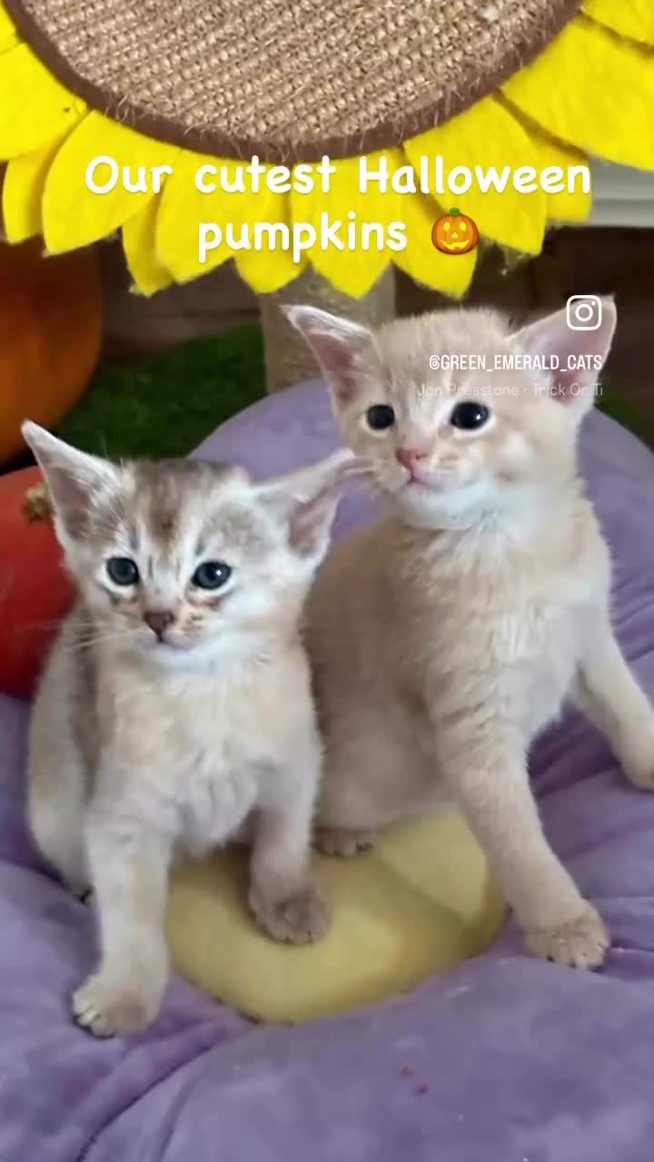 Abyssinian cats for sale: Pure pedigree fawn Abyssinian kittens 🐱  - Video 2