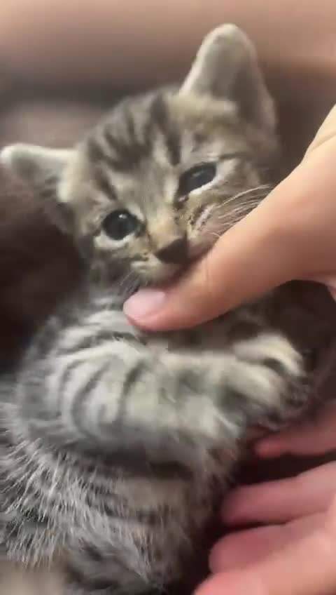 Bengal cats for sale: Bengal mix kittens  - Video 1