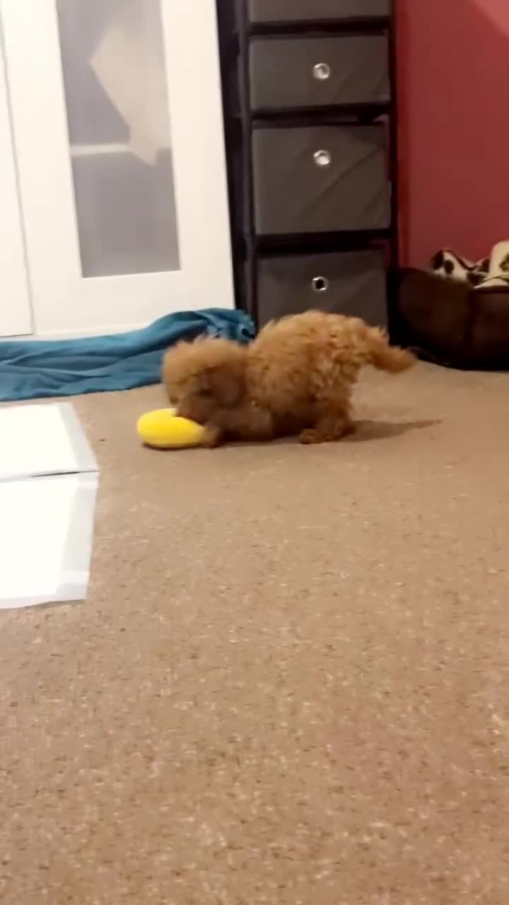 Toy Poodle dogs for sale: Female toy poodle puppy for sale - Video 4