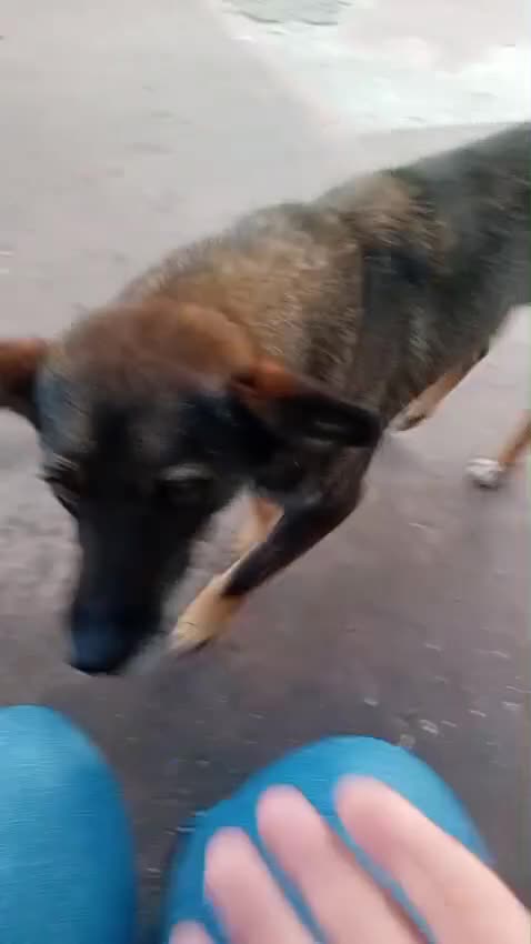 Mixed Breed dogs for adoption: 🐾 SCOUT - The Dog Who Refused to Give Up ❤️ - Video 3