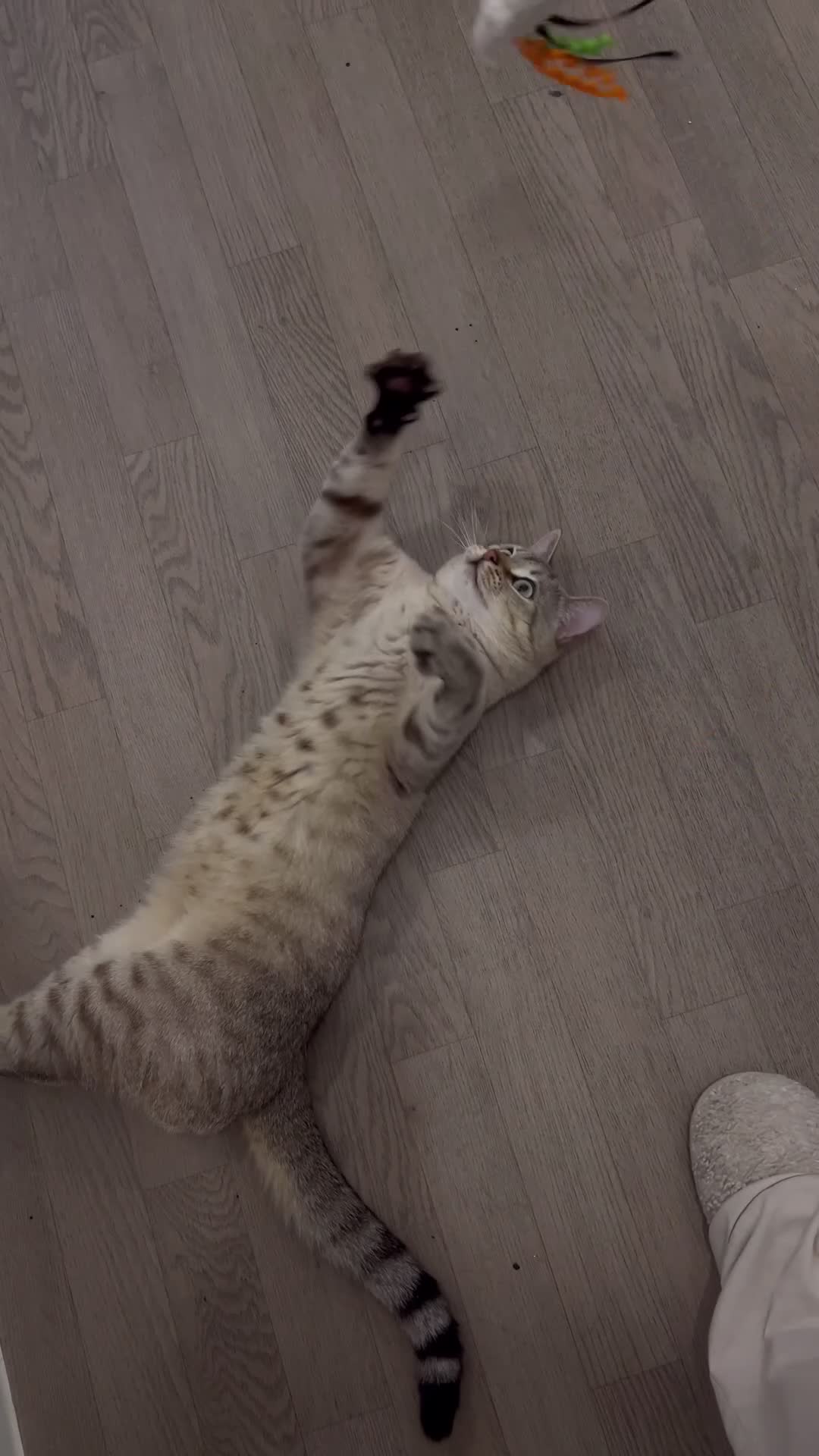 Mixed Breed cats for sale: Mixed British Shorthair and Tabby Male  - Video 3