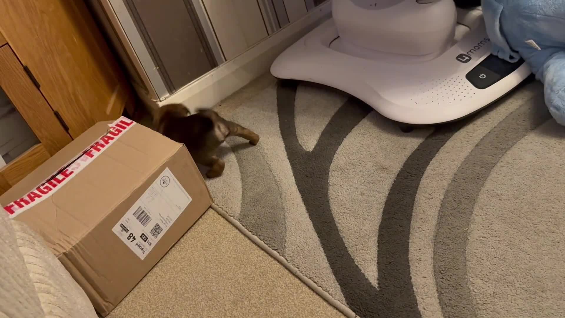 Border Terrier dogs for sale: border puppy  - Video 1