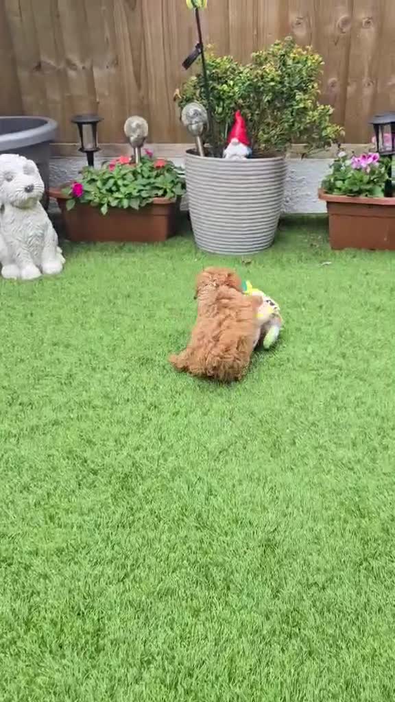 Maltipoo dogs for sale: F1B Maltipoo Rare Colours DNA Tested  - Video 2