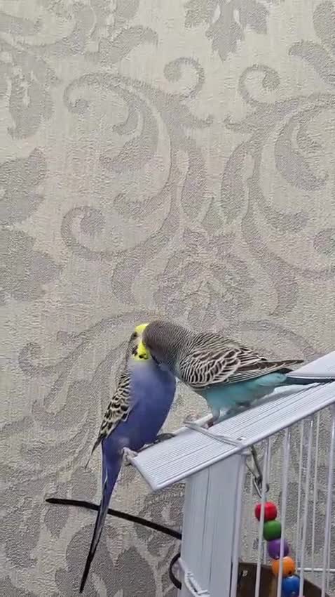 Budgerigars birds for sale: 1 male 2 female budgies  - Video 1