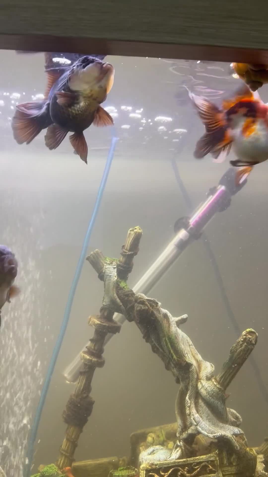Goldfish fish for sale: Oranda goldfish  - Video 1