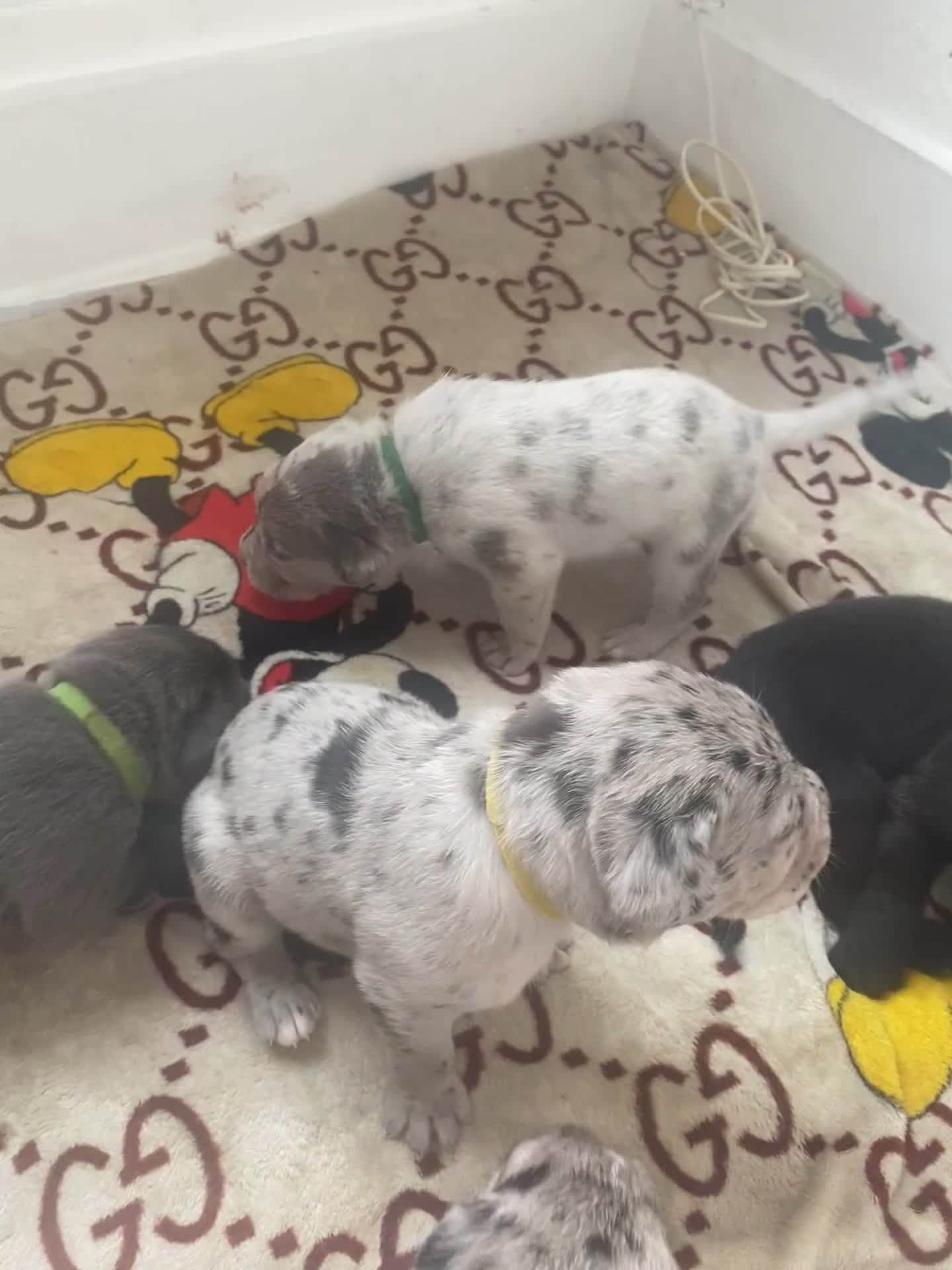 Mixed Breed dogs for sale: LAST FEMALE MISSY Cane Corso X Neapolitan Mastiffs in London - Video 4