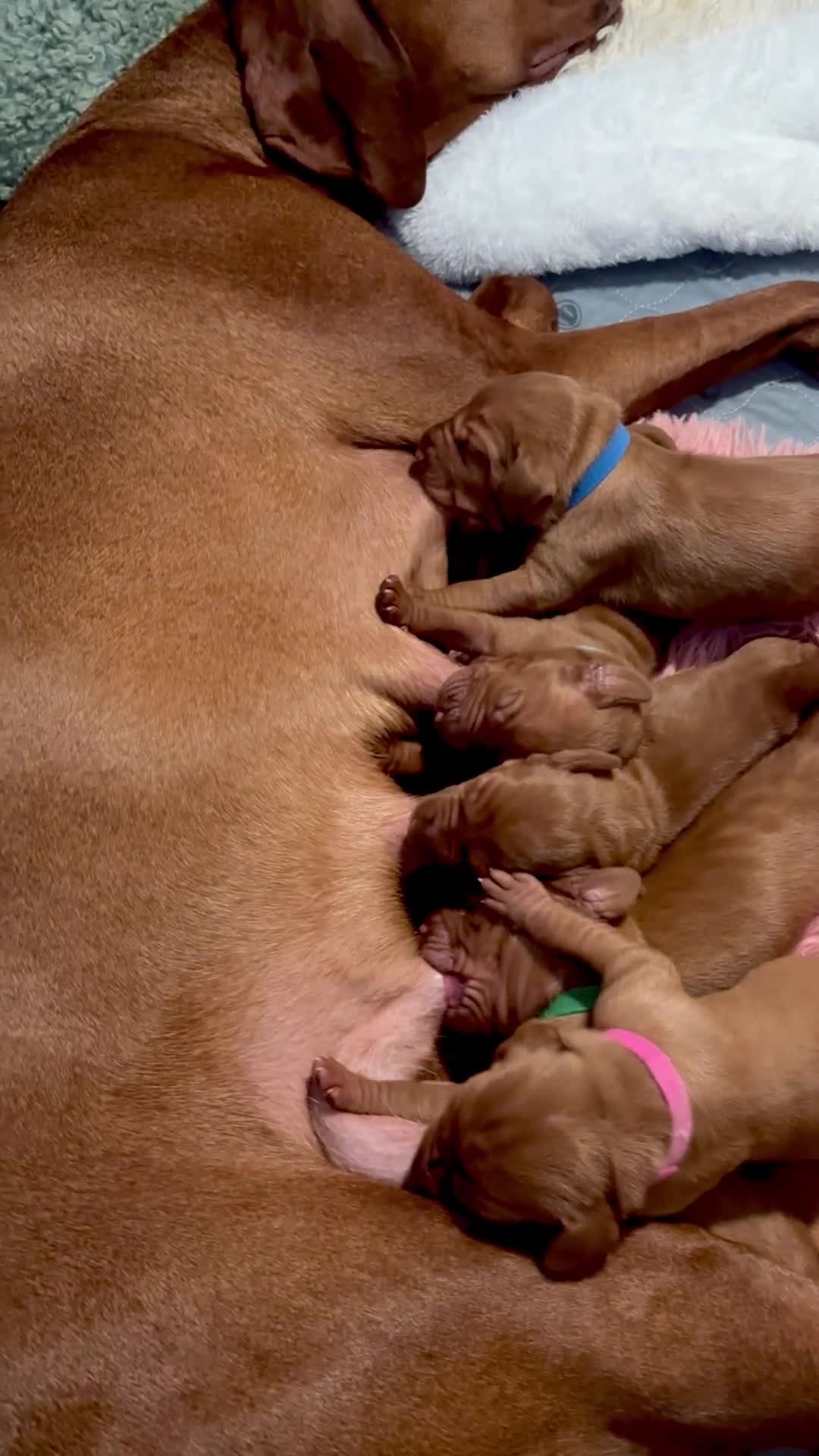 Hungarian Vizsla dogs for sale: Beautiful KC reg Vizsla pups - champion bloodline - Video 3