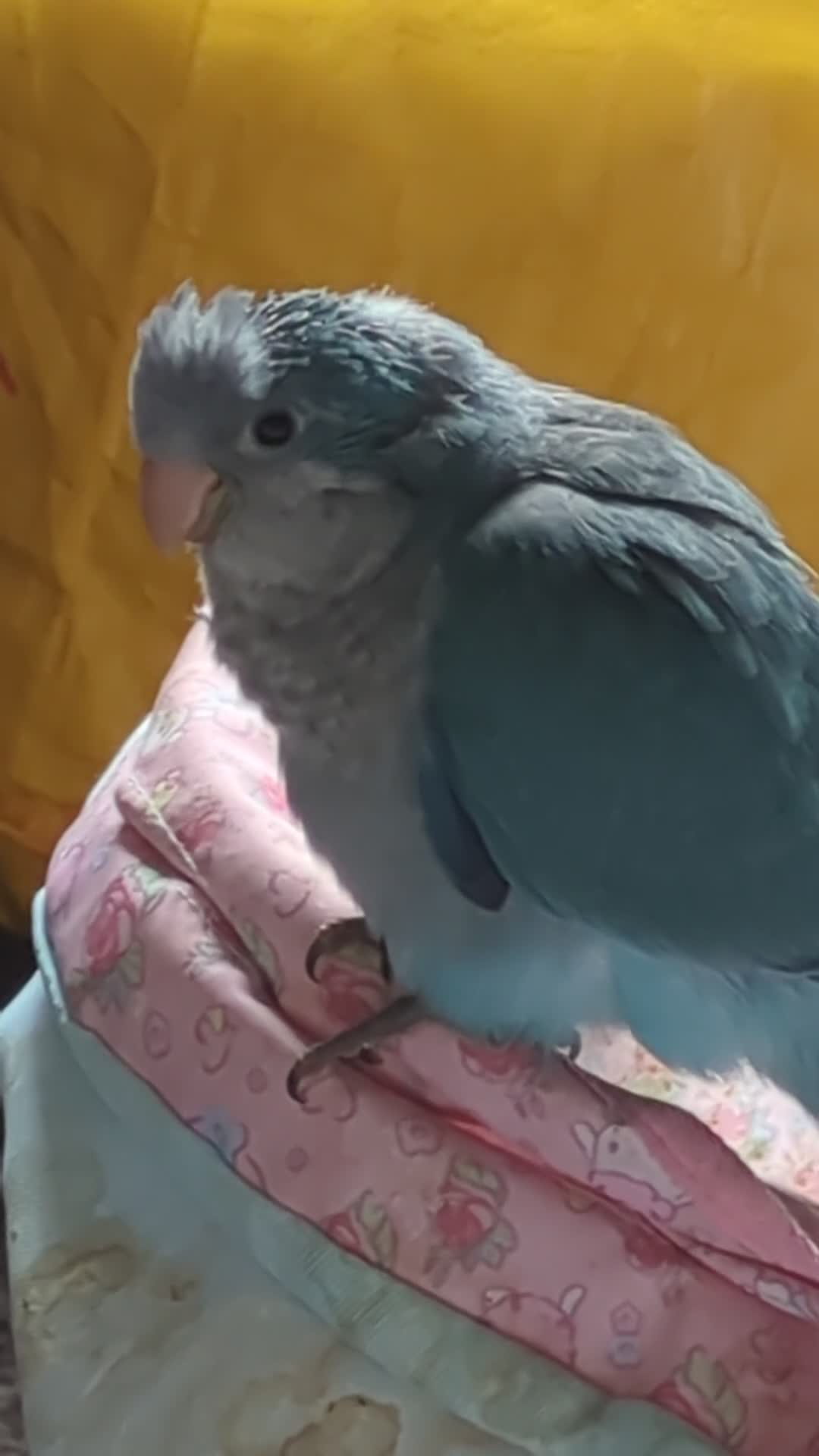 Parakeets birds for sale: Baby Quaker parrots boys and girls available  - Video 1