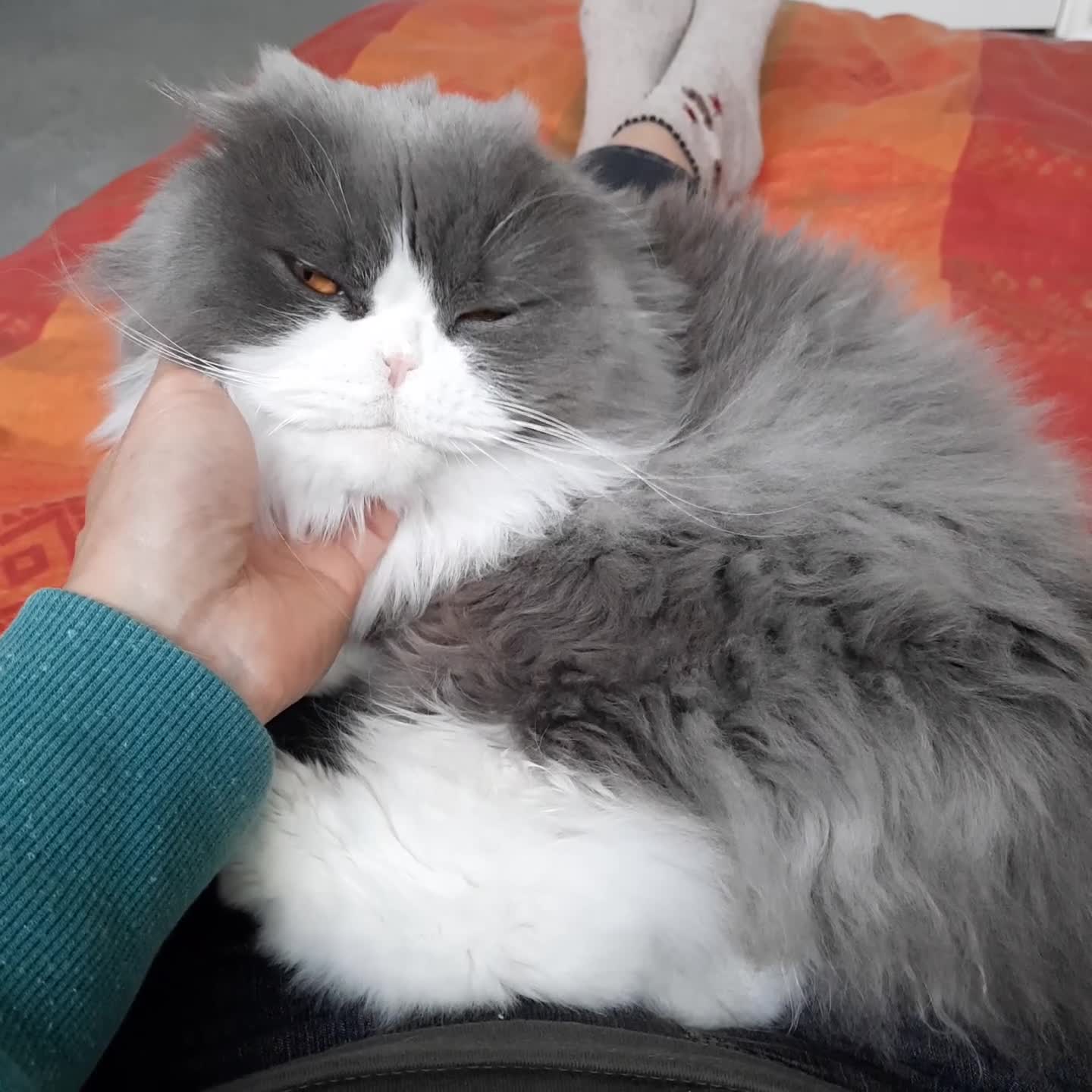 Scottish Fold cats for sale: TICA Registered: Scottish Fold Neutered Young Girl - Video 3