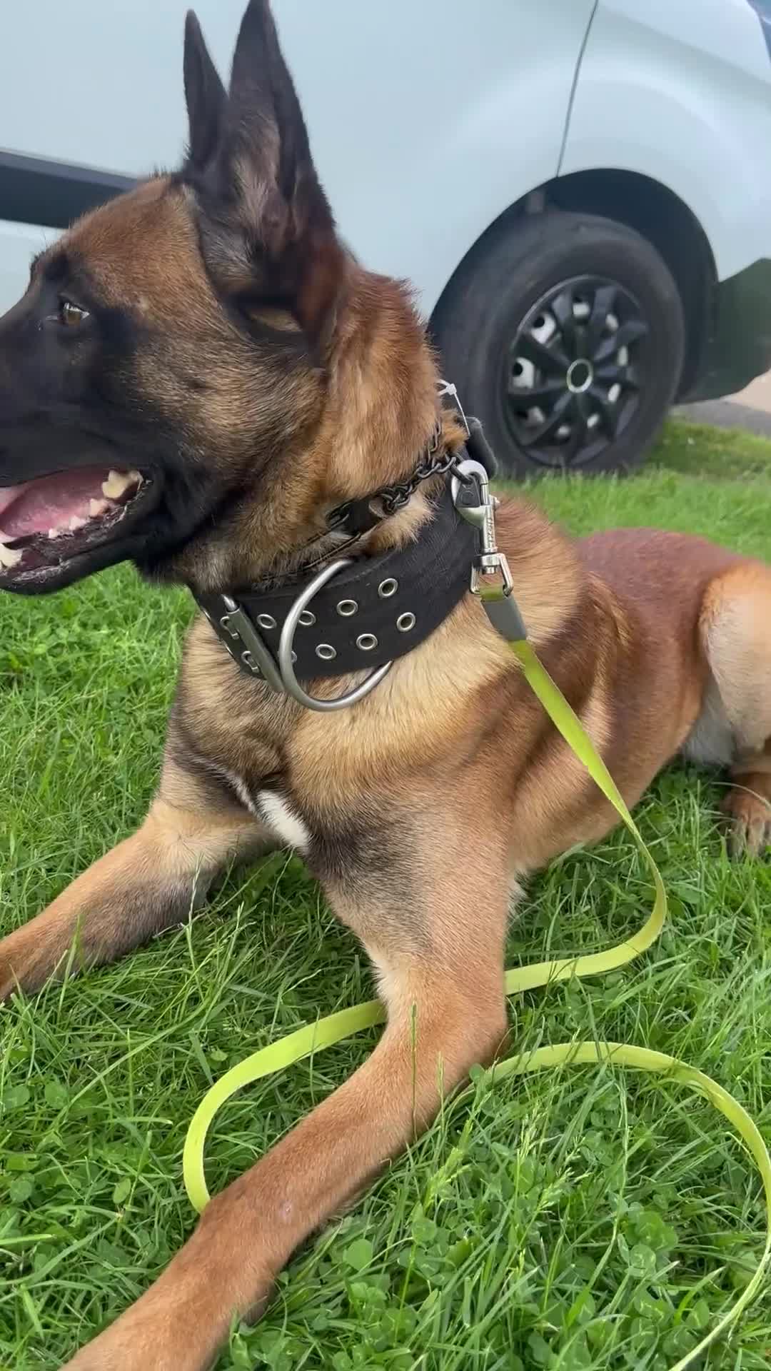 Belgian Shepherd Dog dogs for sale: Gunner 18 month old Belgian Malinois  - Video 1