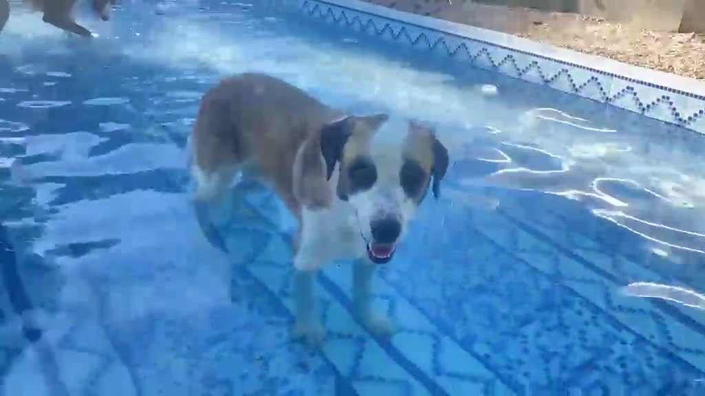 Mixed Breed dogs for adoption: 🐾 Meet Benji 😍😍 - Video 2