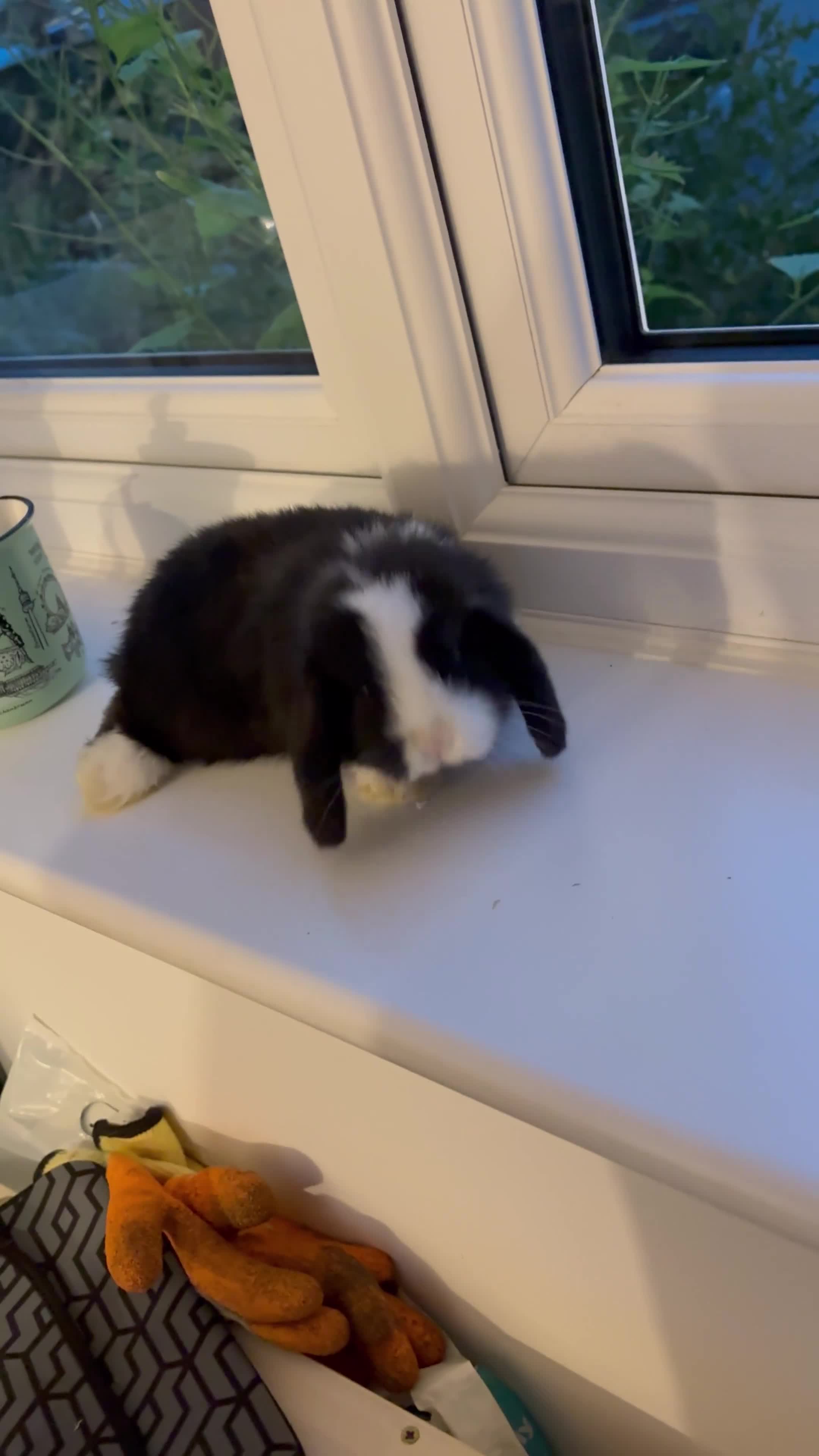 Mini Lop rabbits for sale: Baby purebred mini lops - Video 3