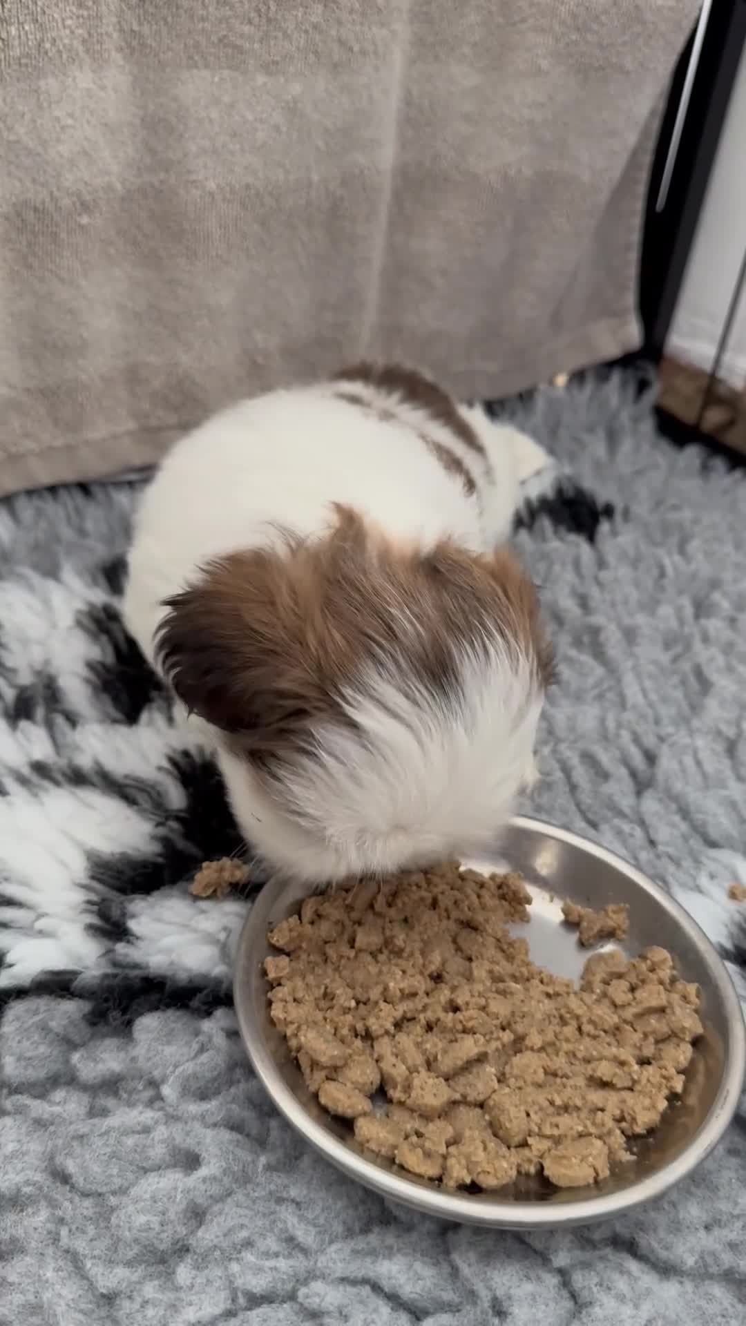 Shih Tzu dogs for sale: Beautiful Shih Tzu puppies  - Video 1
