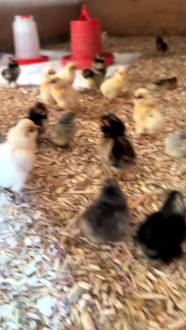 Chickens poultry for sale: Pekin Chicks - Video 1