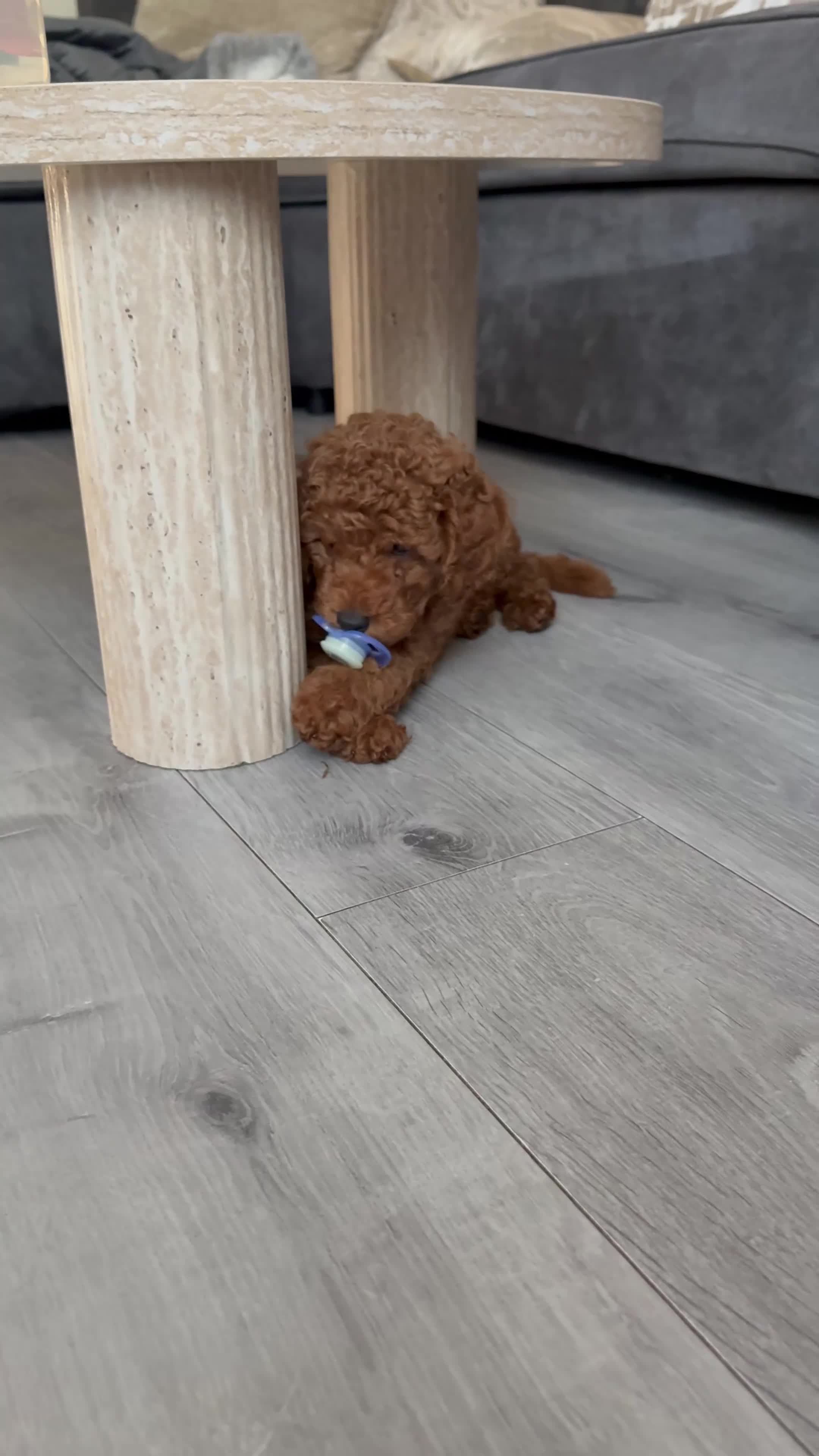 Toy Poodle dogs for sale: Toy poodle 9 weeks - Video 1