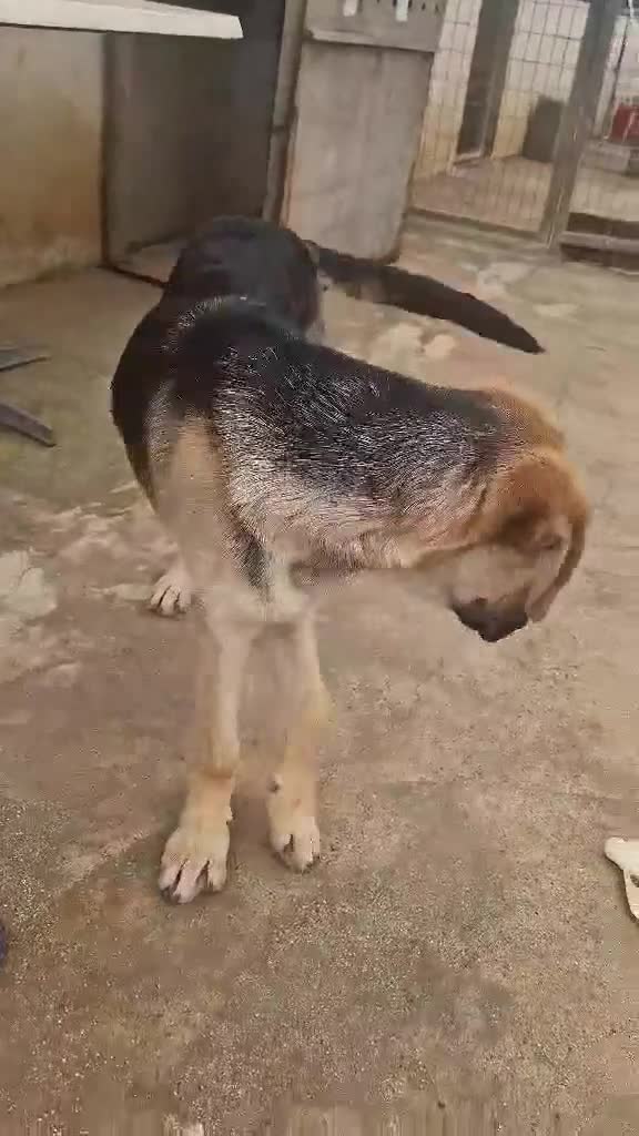 Mixed Breed dogs for adoption: Magnificent Orion 6 moths old in Boston - Video 2