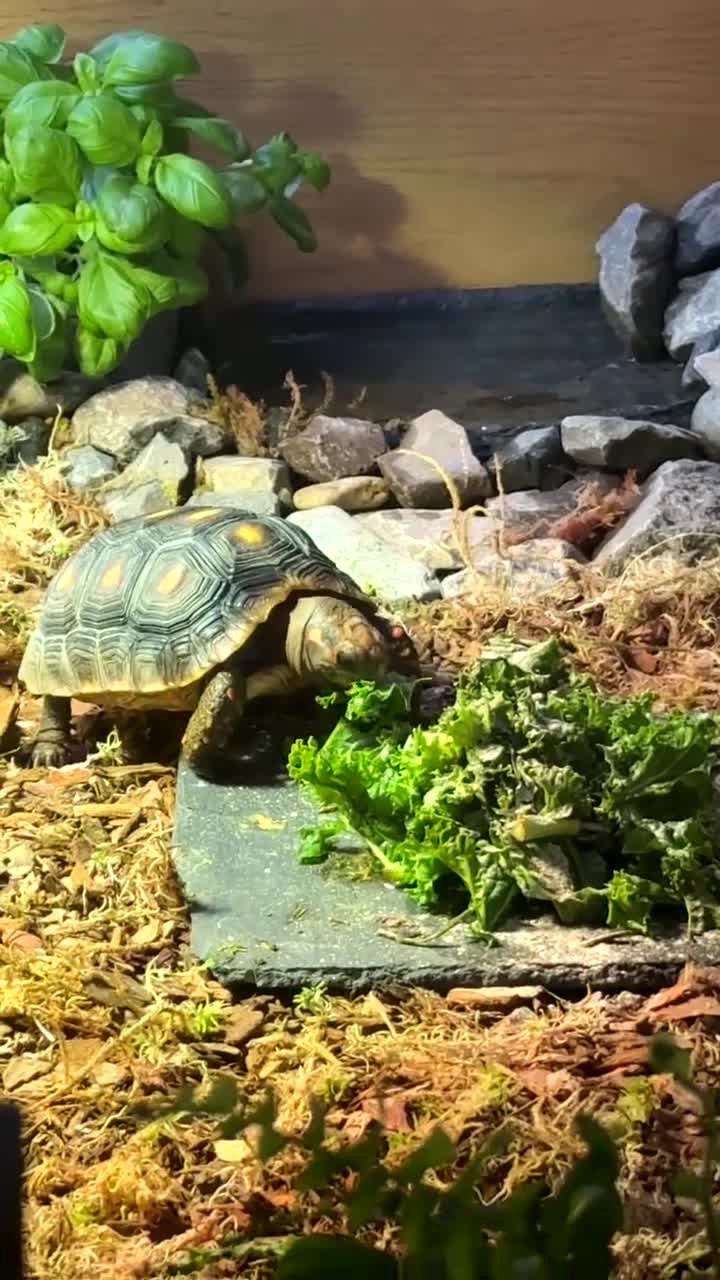 Tortoise reptiles for sale: Red foot tortoise  in Saint Leonards-on-sea - Video 1