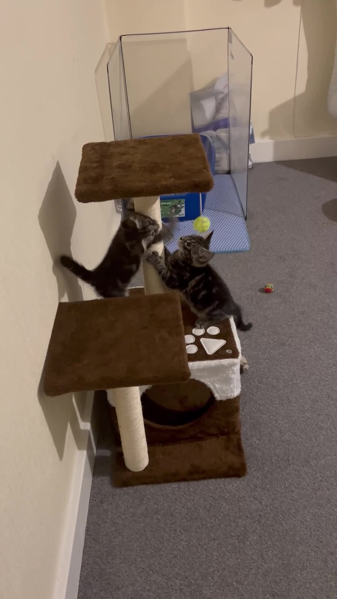 Mixed Breed cats for sale: 2 beautiful playful boys. Stunning tabby markings - Video 5