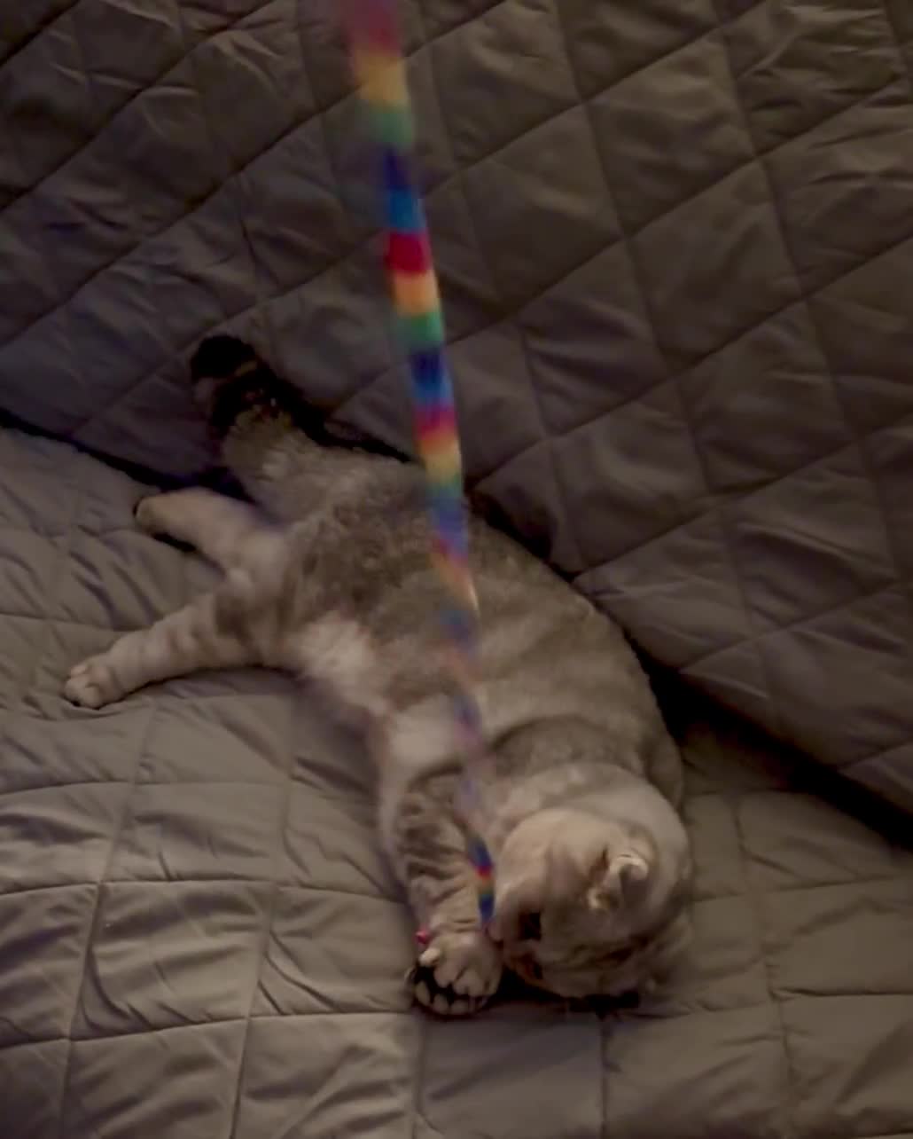 Scottish Fold cats for sale: Loving Home Wanted for Stunning Scottish Fold Girl - Video 2