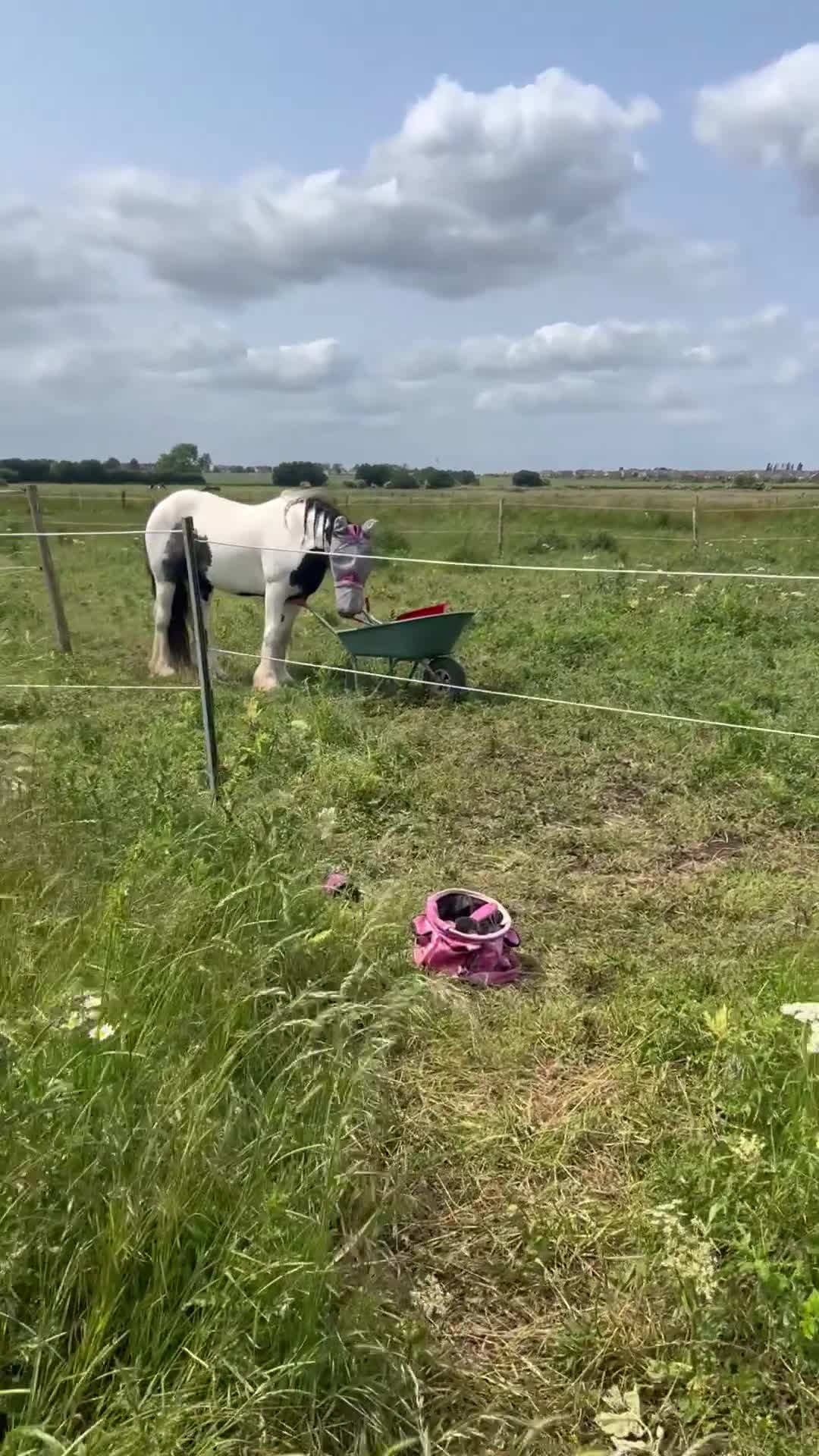 Irish Cob horses for sale: 3 year old mare - Video 2