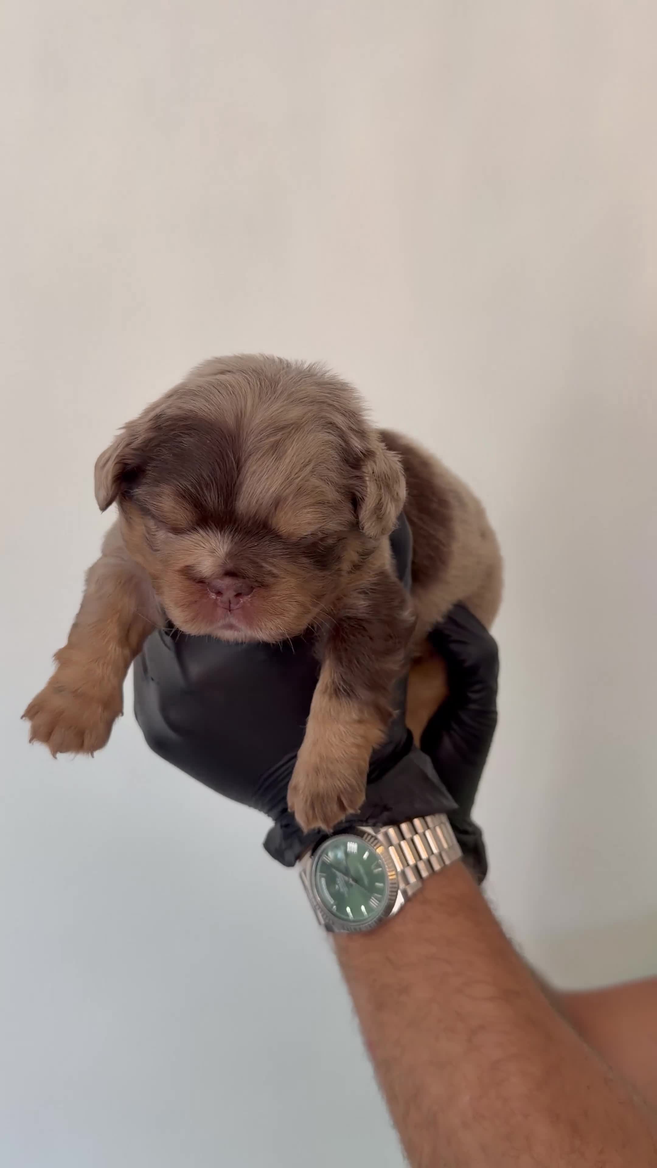 French Bulldog dogs for sale: Visual Fluffy - Pink Carrier - New Shade Isebella  - Video 4