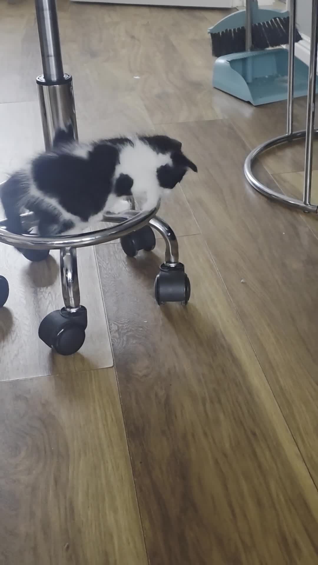Mixed Breed cats for sale: Beautiful 1 Boy 1 Girl (British xRagdoll Mix) - Video 1