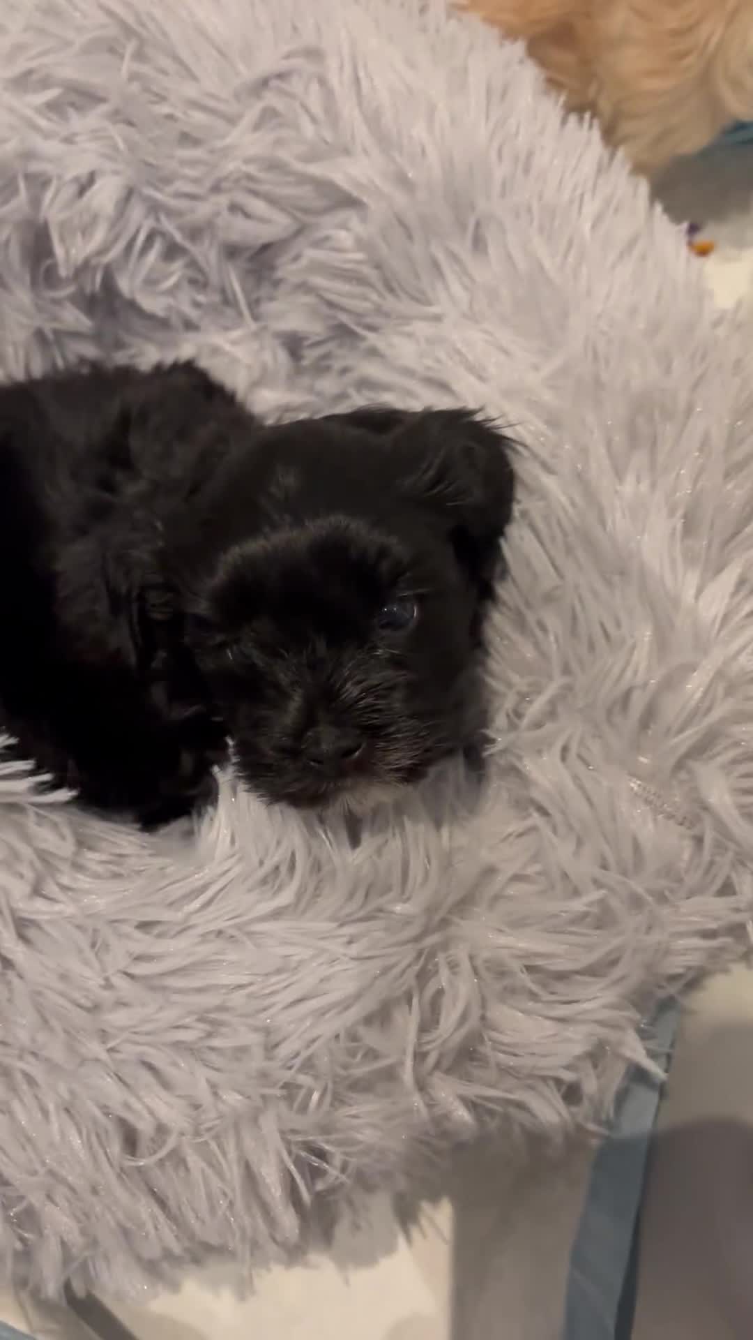Shih Tzu dogs for sale: TINY Asian ** toy Shipoo’s ADORABLE  - Video 4