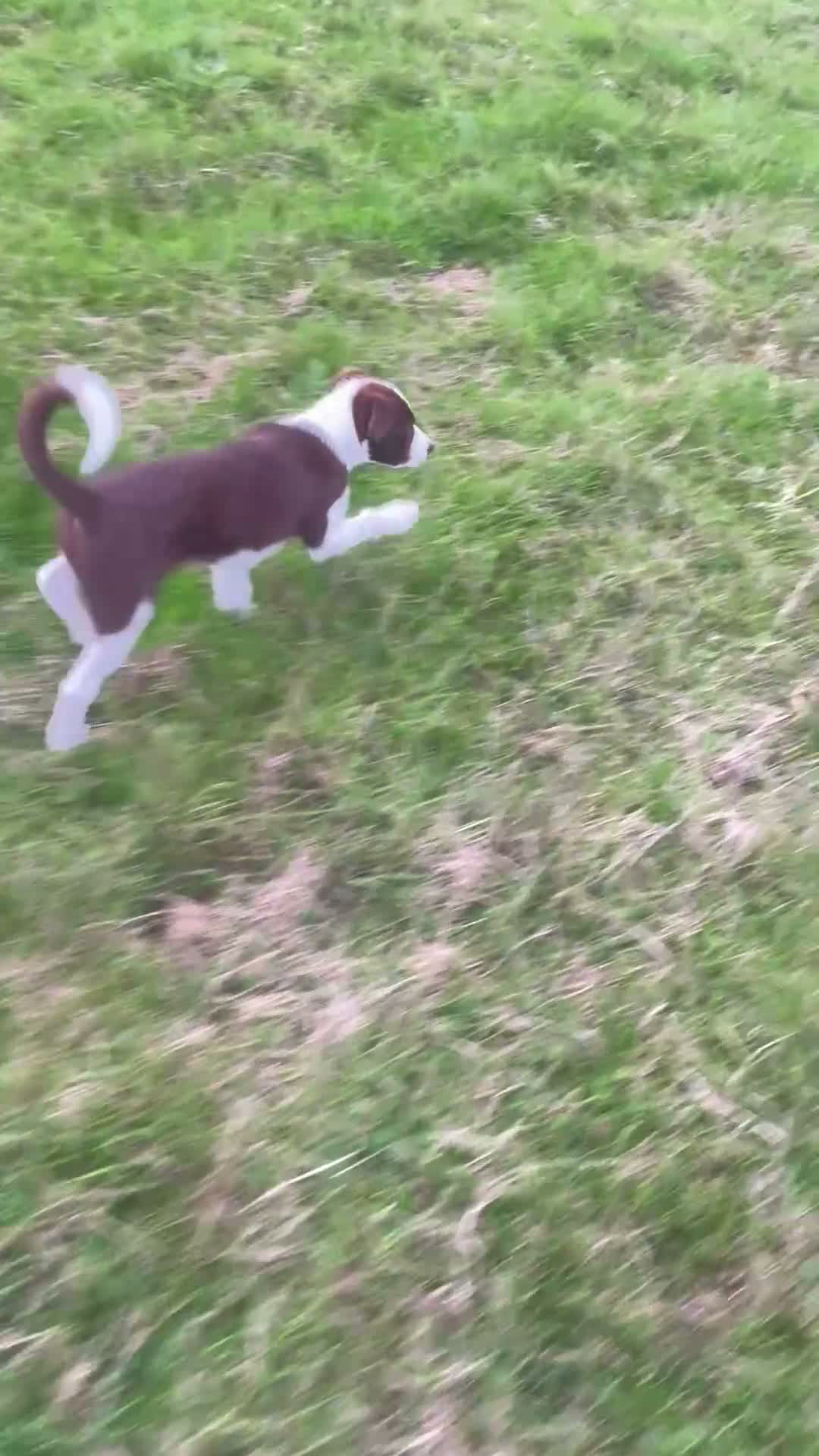 Border Collie dogs for sale: 13 week old Border Collie  in Dorchester - Video 1