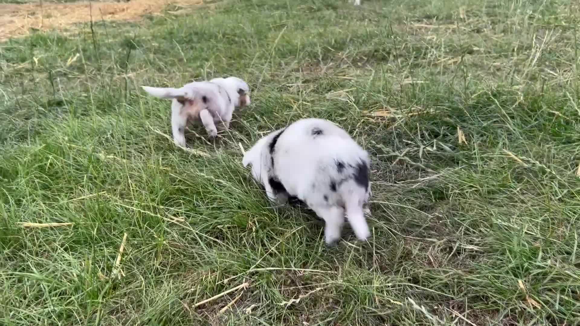 Border Collie dogs for sale: Blue Merle Border Collie Puppies - Video 1