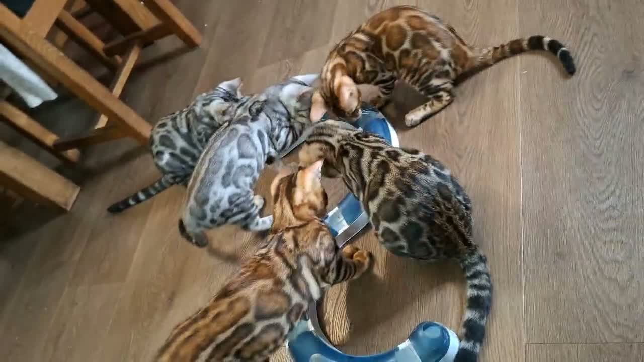 Bengal cats for sale: Stunning Bengal Kittens  - Video 2