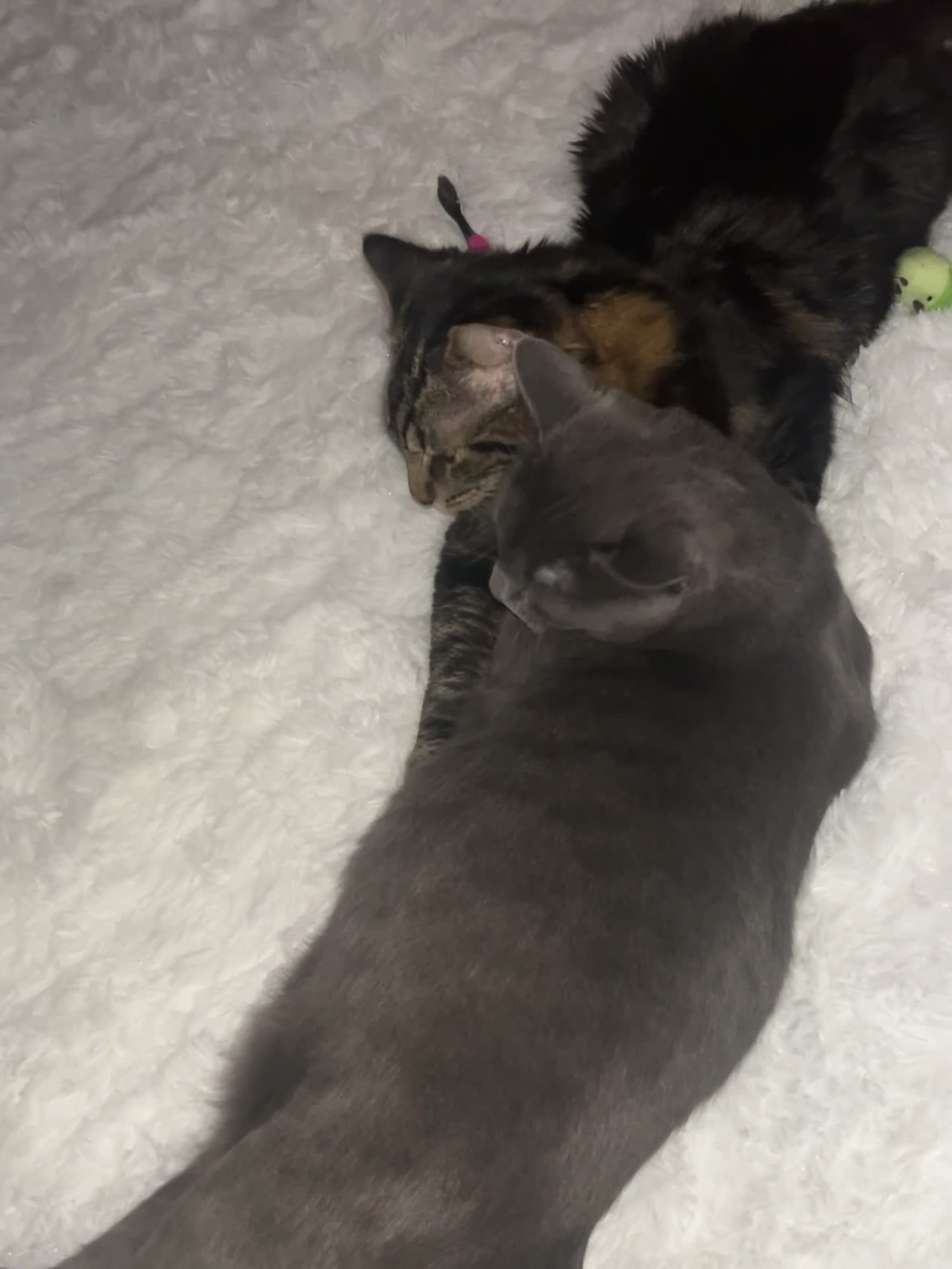 Mixed Breed cats for sale: Chilli and Rambo - Video 1