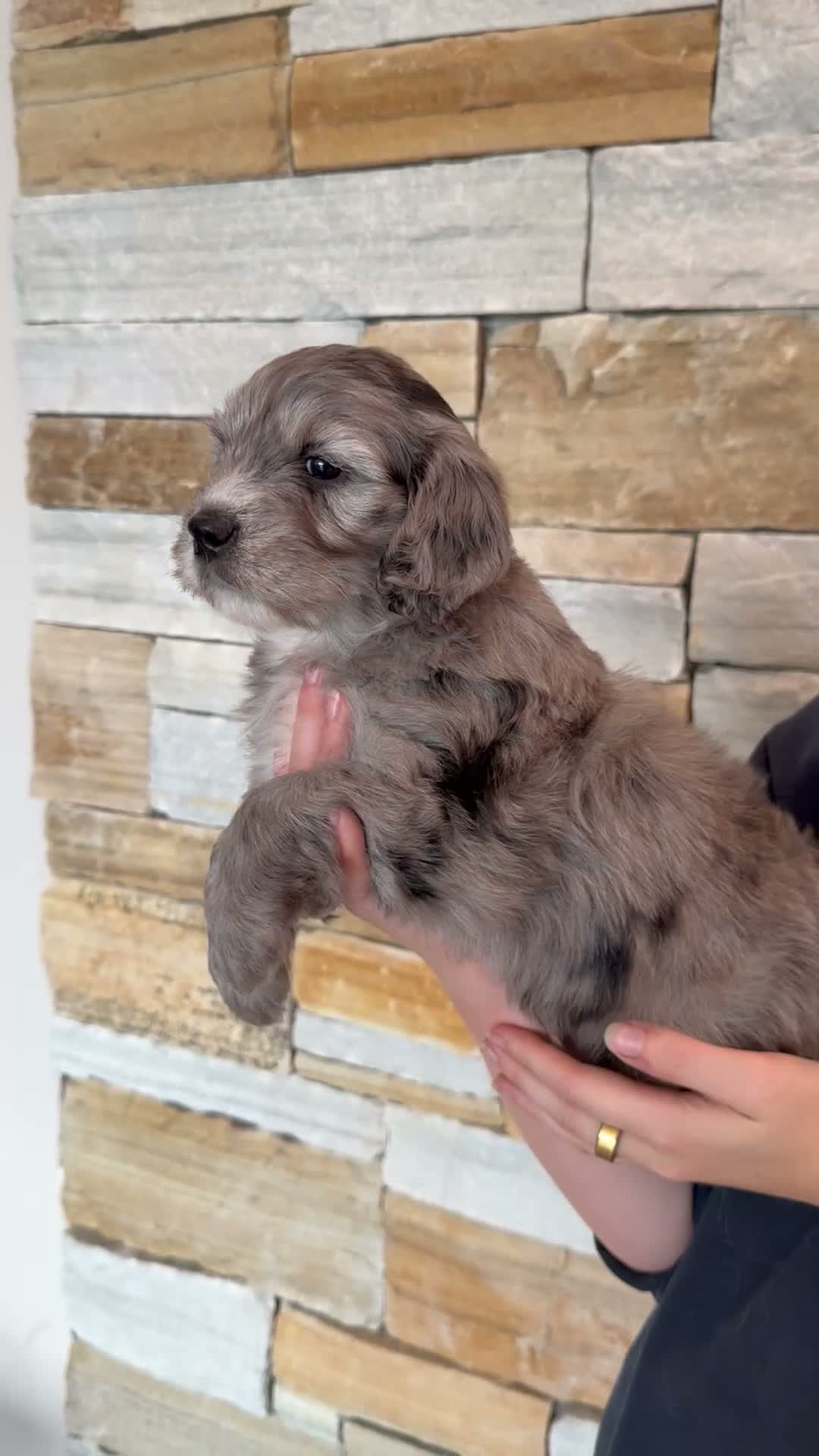 Mini Goldendoodle dogs for sale: 😍 Rare F1 Miniature Goldendoodles! 😍 - Video 2