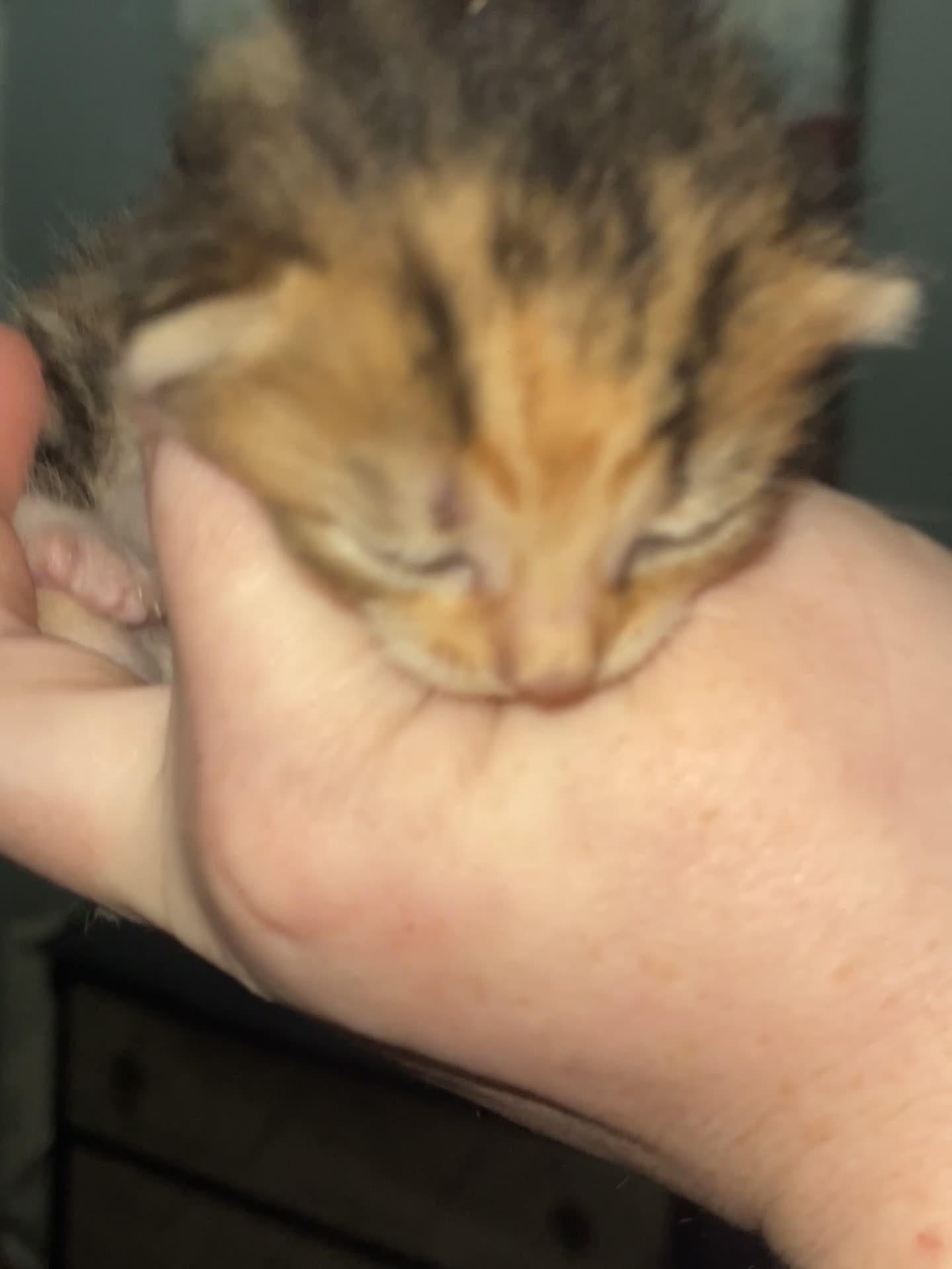 Mixed Breed cats for sale: Beautiful litter of kittens 💓  in Bootle - Video 1