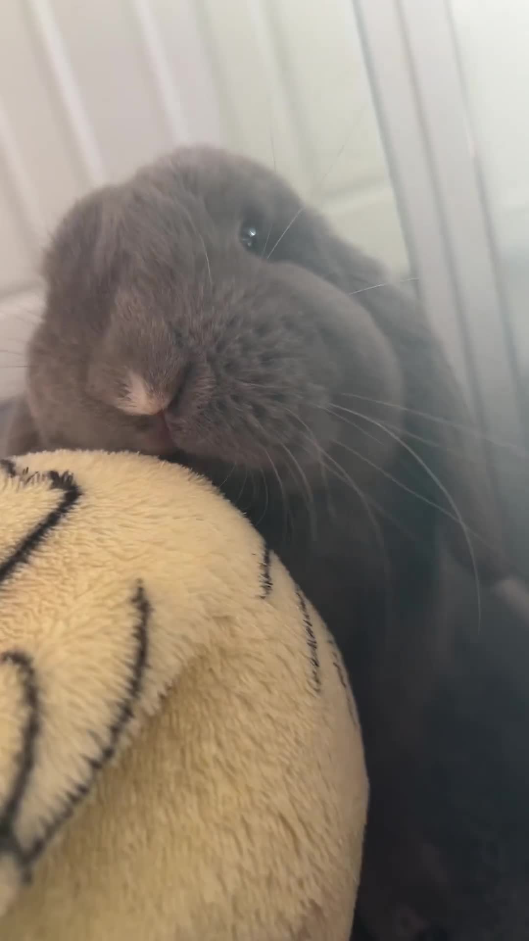 Mini Lop rabbits for sale: Nibbles the mini lop - Video 1