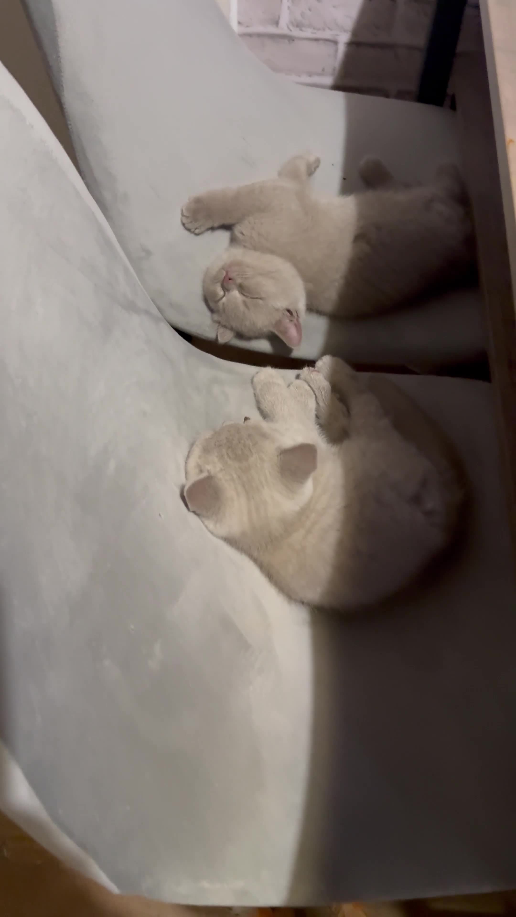 British Shorthair cats for sale: no deposit! VERY CUDDLY/LAP 100% Pure CHAMPIONS - Video 1