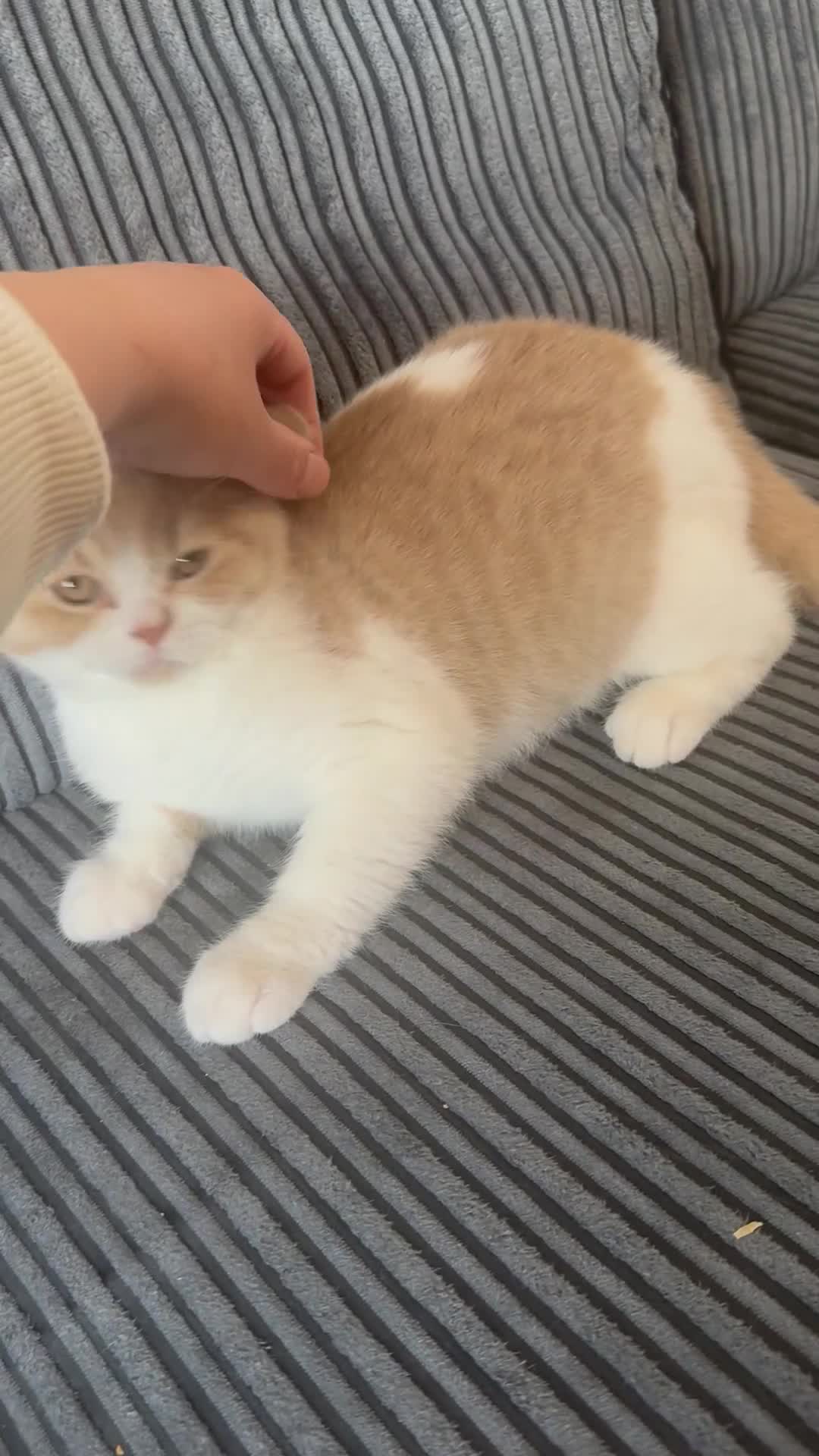 British Shorthair cats for sale: Gorgeous British shorthair,LAST KITTEN 💙💖🏆🏆 - Video 1