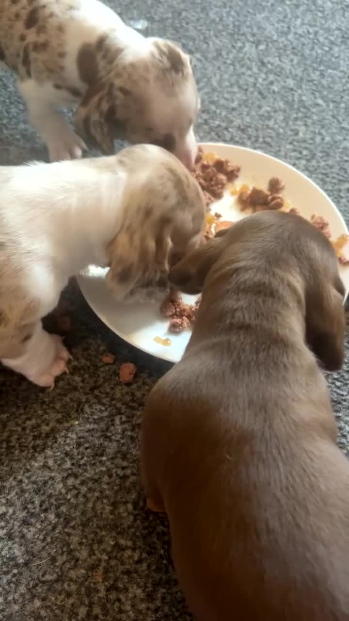 Miniature Dachshund dogs for sale: Miniature dachshund  - Video 1