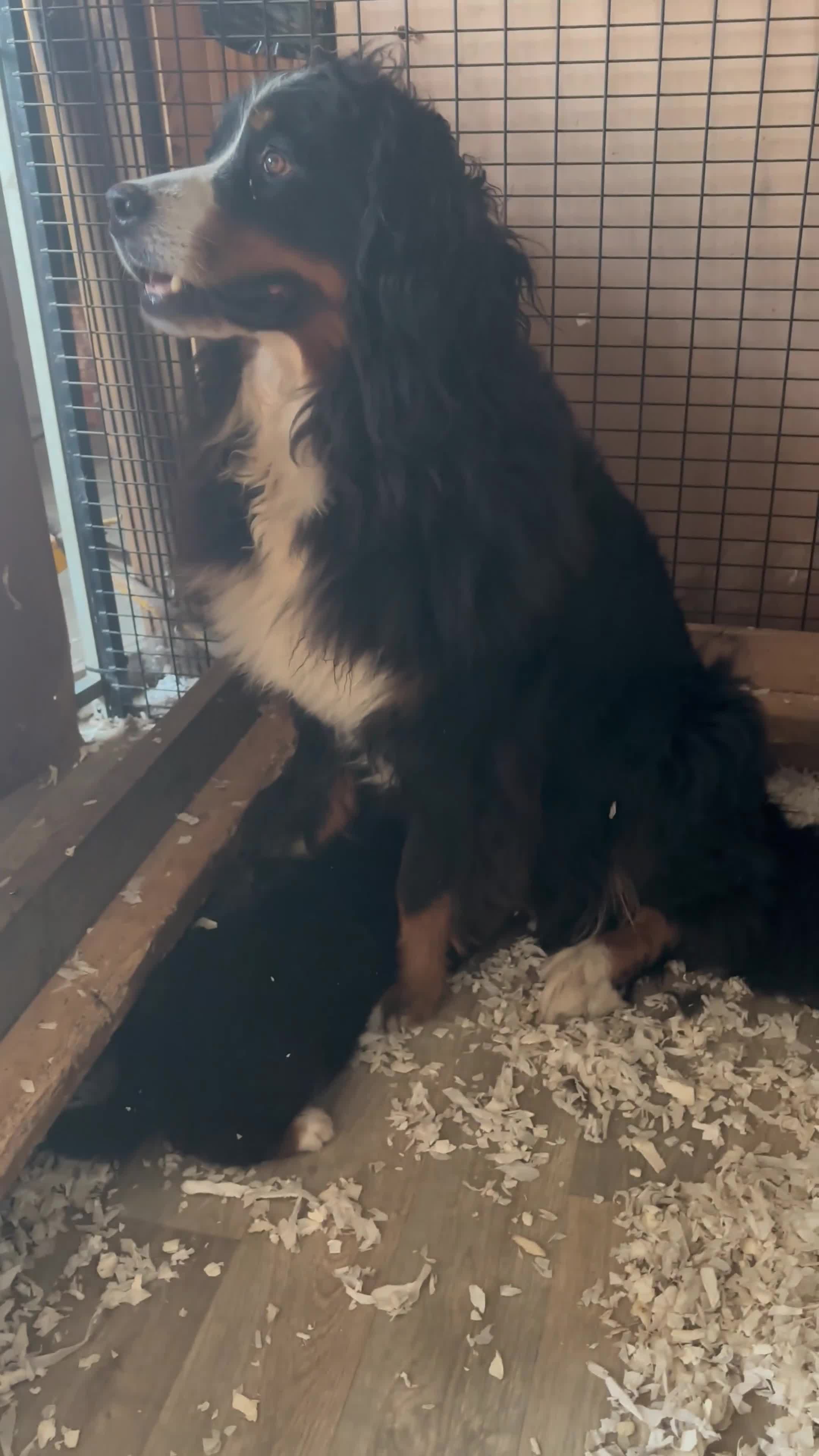 Bernese Mountain Dog dogs for sale: Fluffy Bernese Mountain Dog Girl Puppy - Video 2