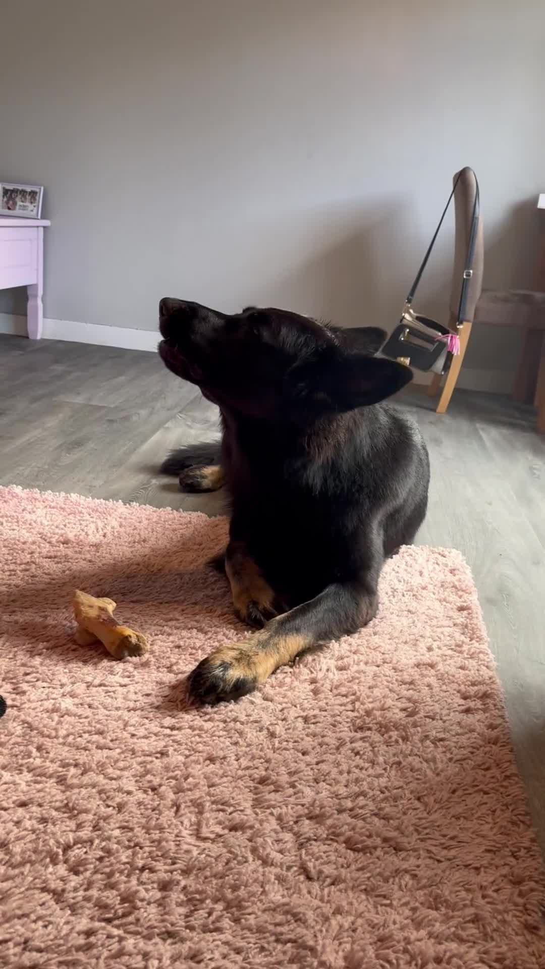 German Shepherd dogs for sale: Rehoming German shephard in Exeter - Video 2