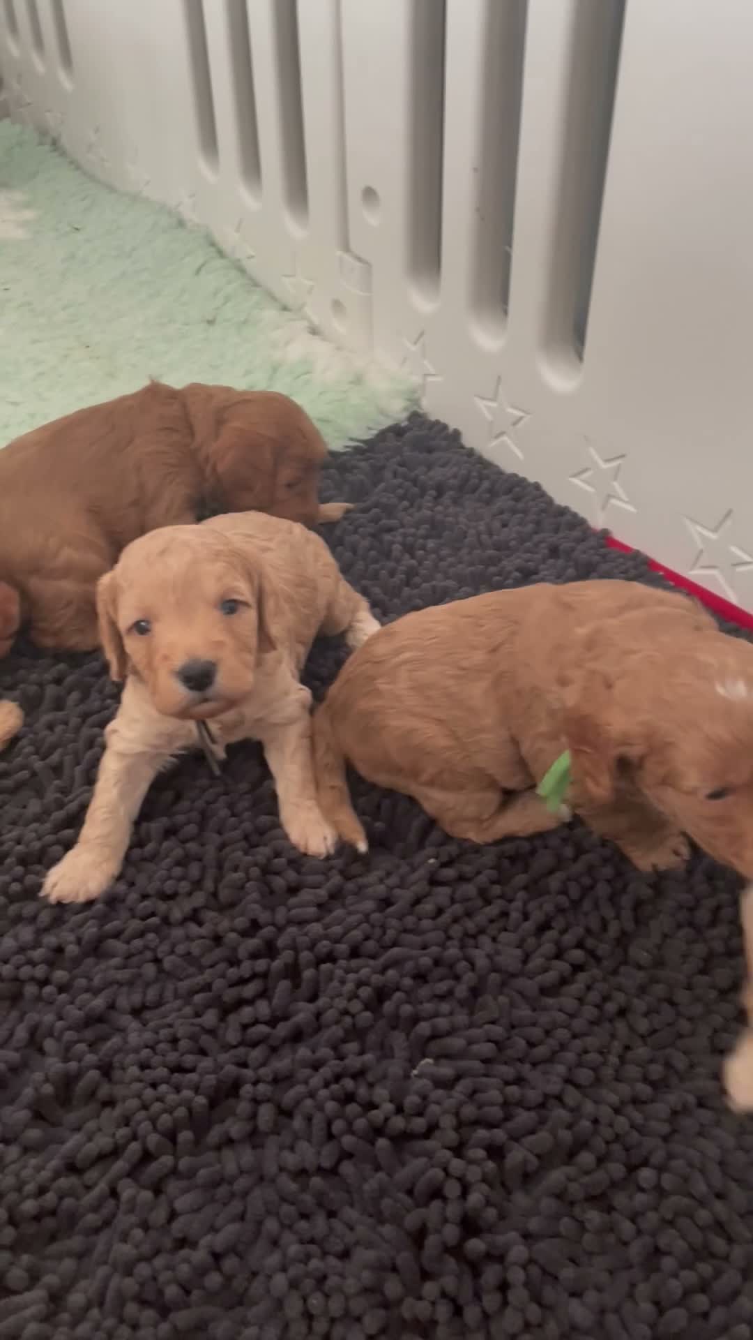 Cockapoo dogs for sale: Miniature cockerpoo puppies in Southampton - Video 1