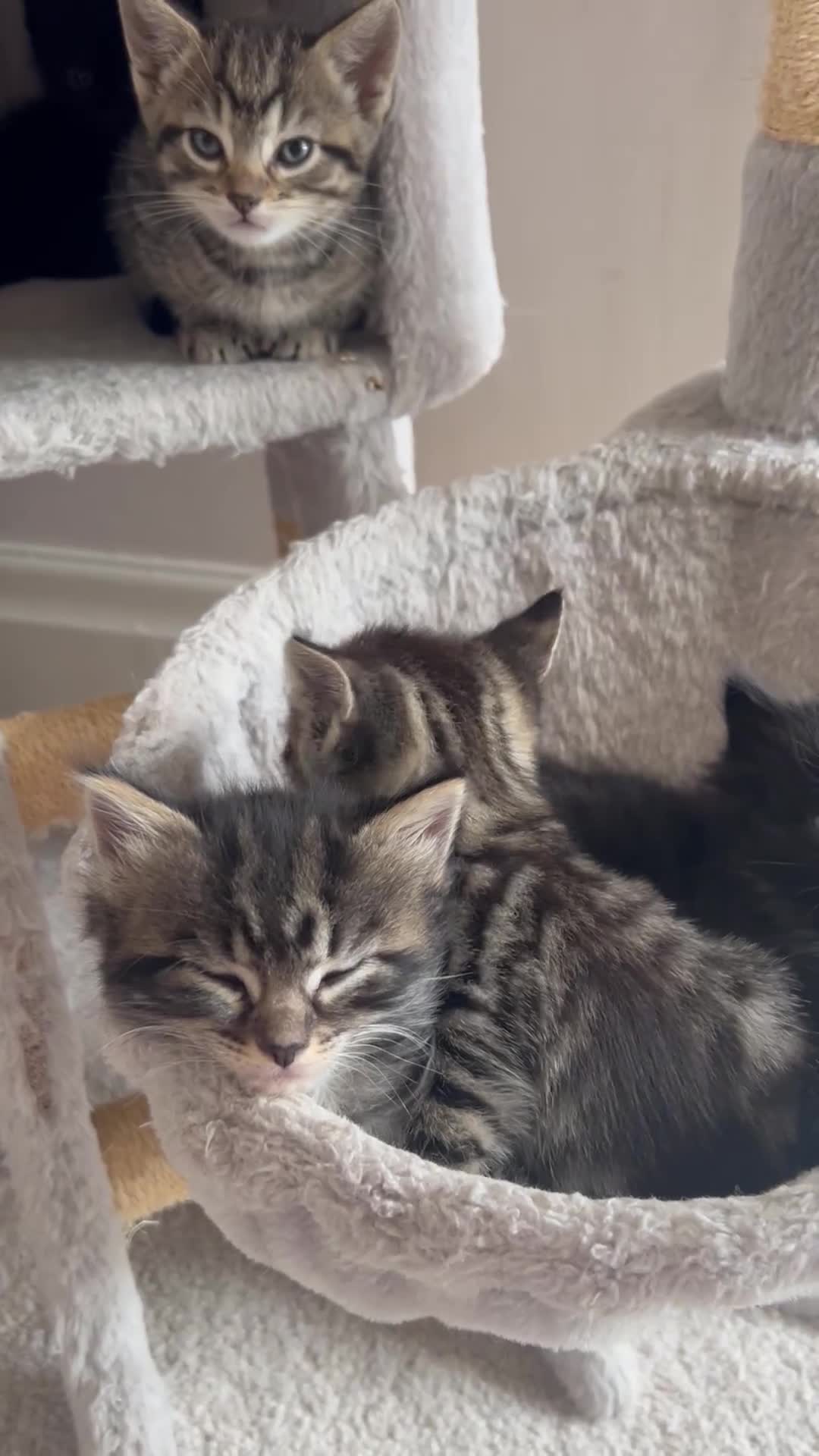 Ragamese cats for sale: Ragameze  - Video 1