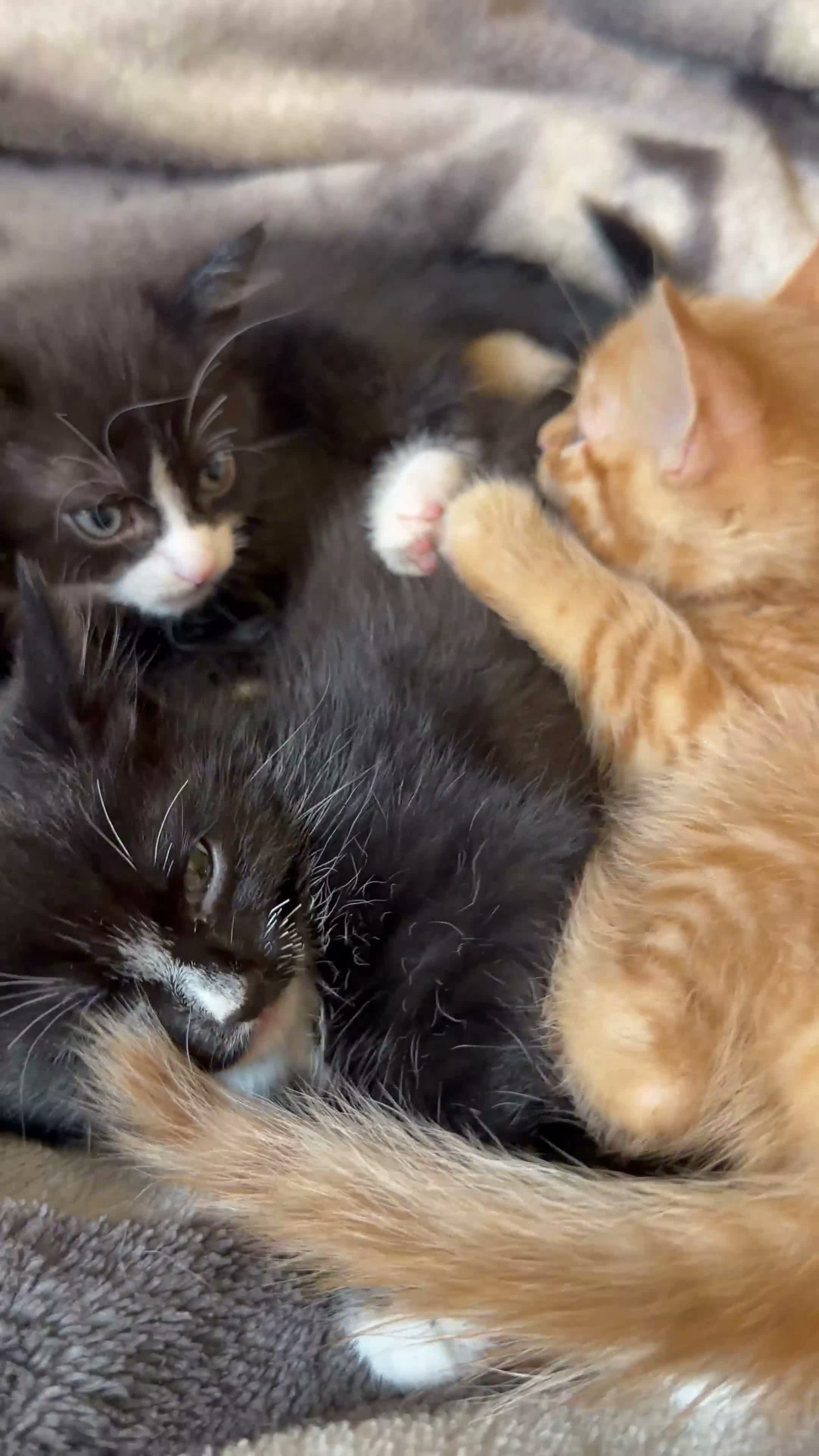 Mixed Breed cats for sale: 3 Kittens Looking for there forever home - Video 1