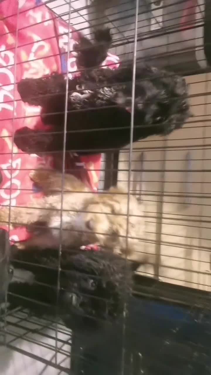 Cockapoo dogs for sale: Cockapoo females - Video 1