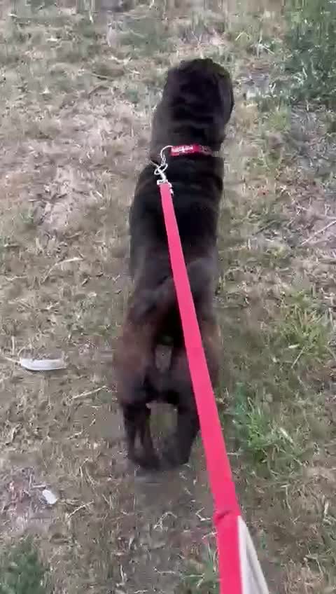 Shar Pei dogs for sale: Youxia Shar pei - Video 2