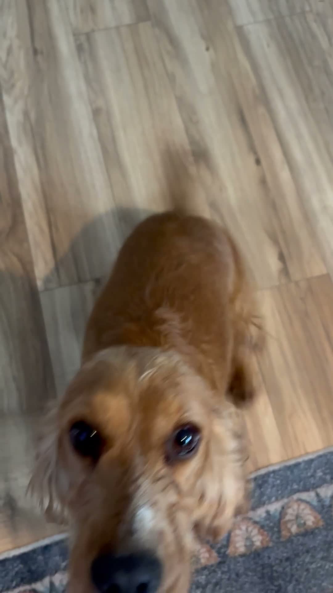 Cocker Spaniel dogs for sale: Forever home needed for our lovely Lillie  - Video 1