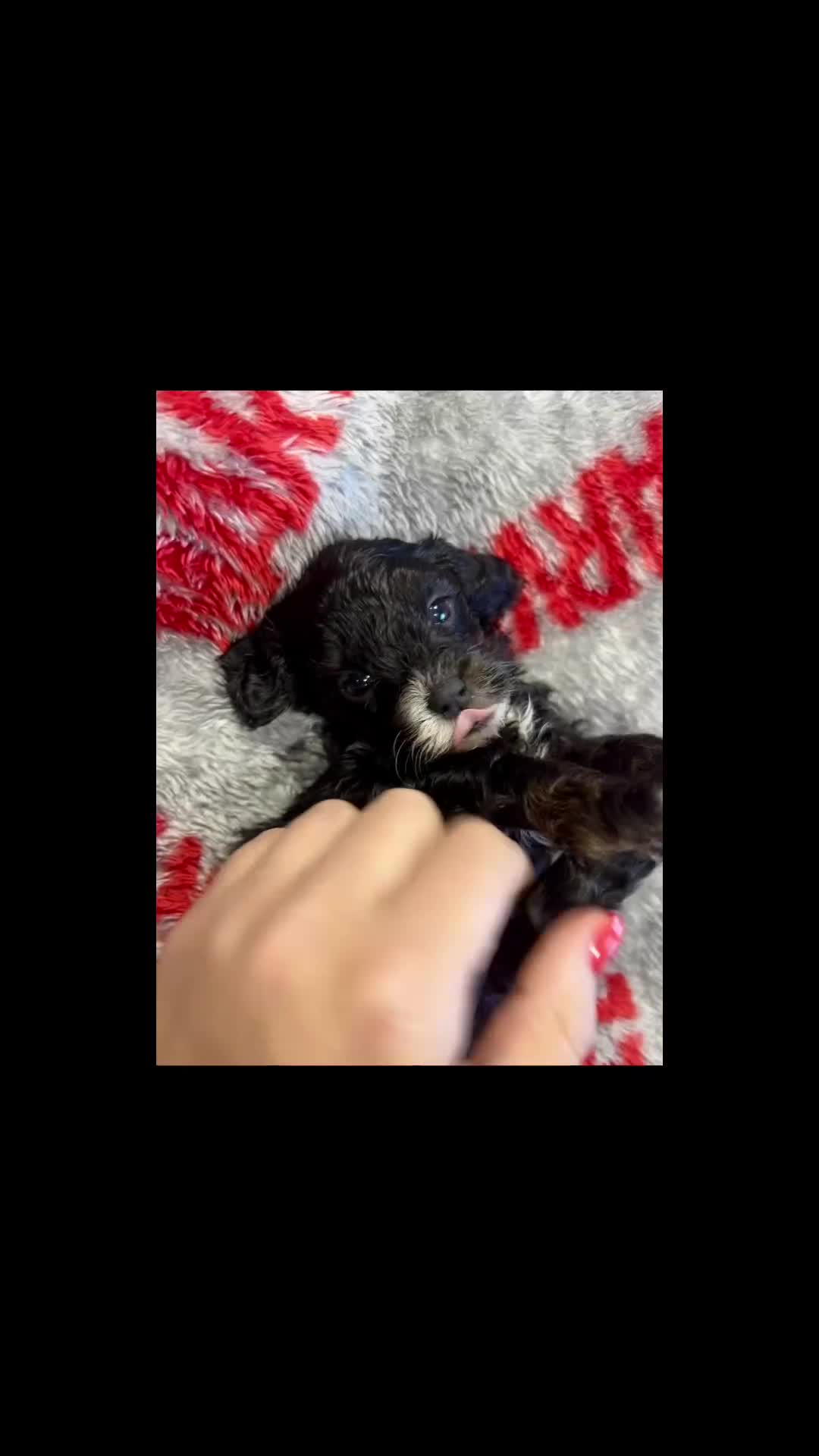 Cavapoo dogs for sale: Real Life Teddy Bears, Cavapoo babies  - Video 4